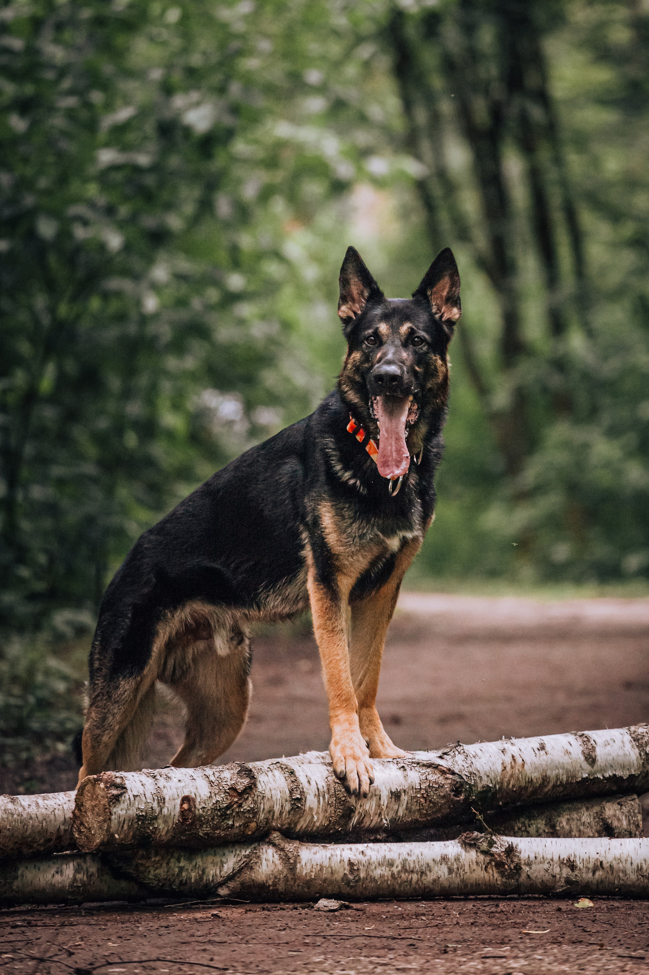 Лесная летняя фотопрогулка. Фотограф-анималист Татьяна Степанова
