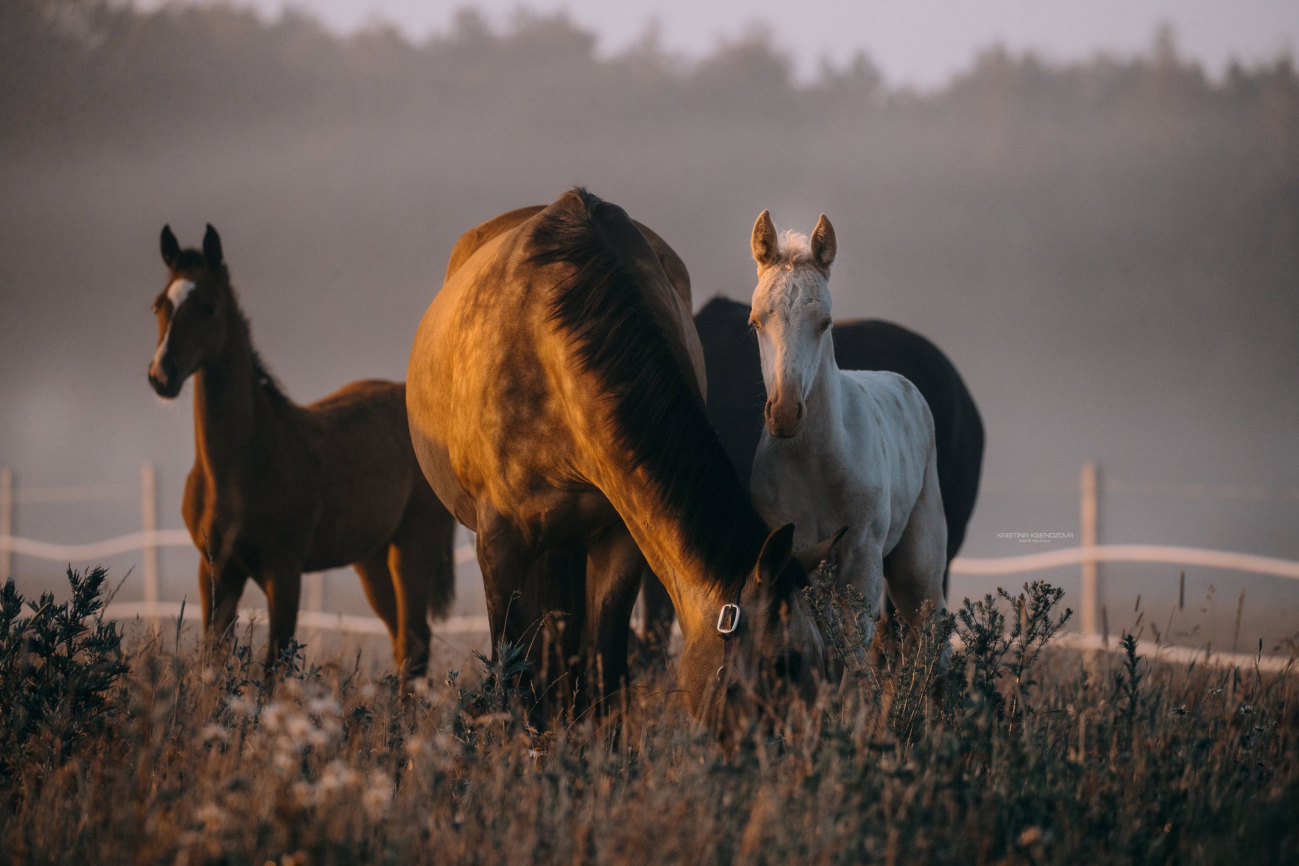 Рассвет. Фотограф-анималист Ксендзова Кристина
