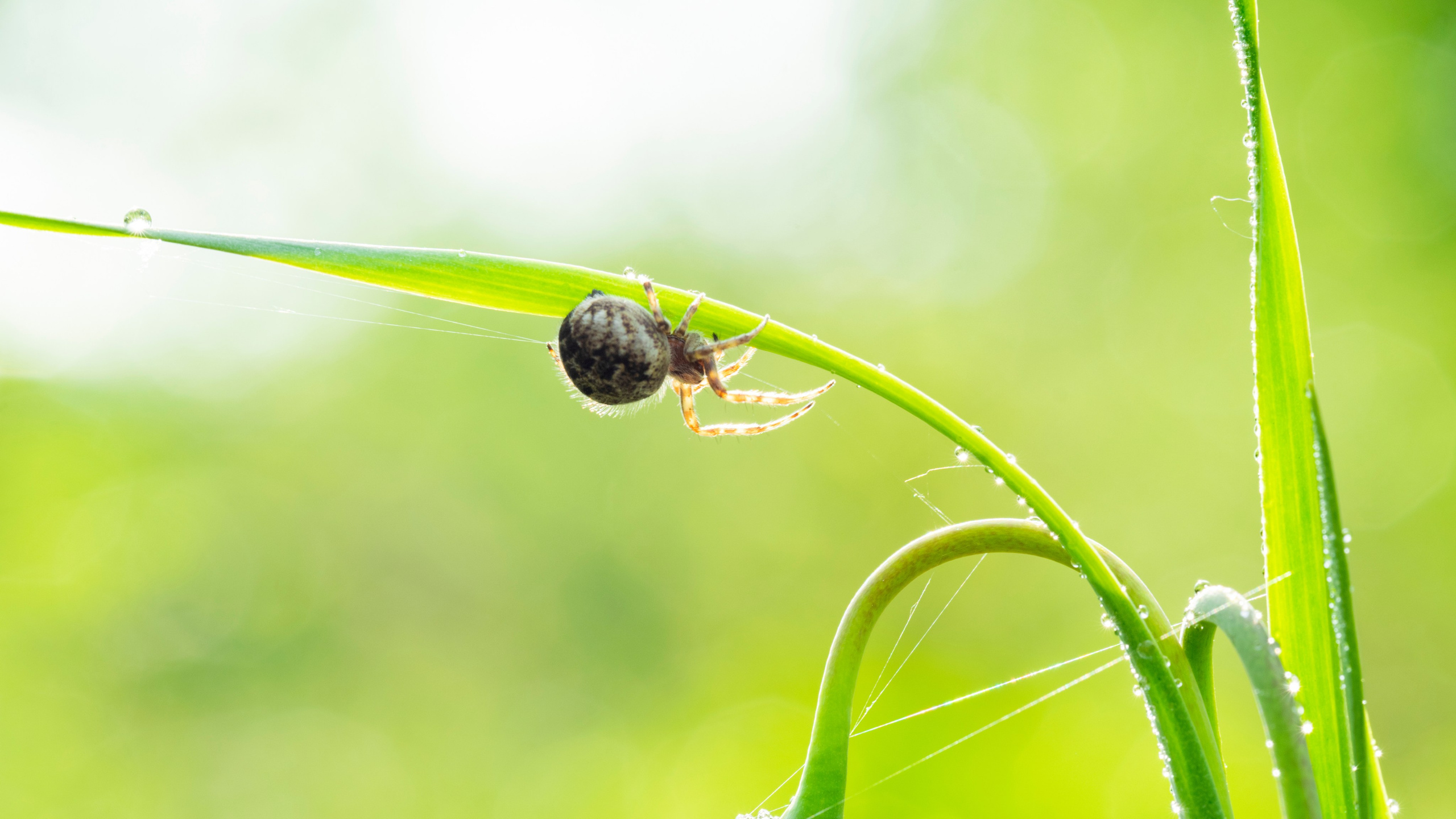 Насекомые. Фотограф Вадим Хмурковский