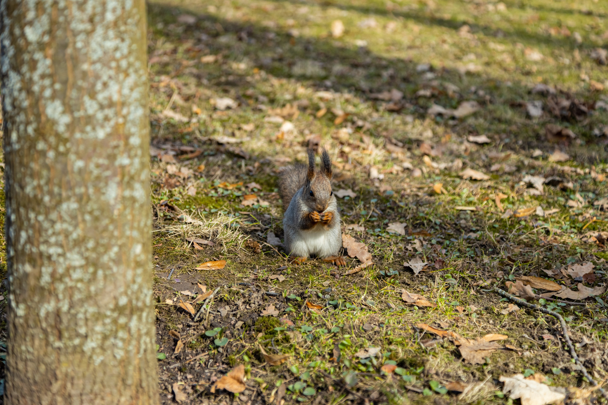 Петергоф нижний парк фото