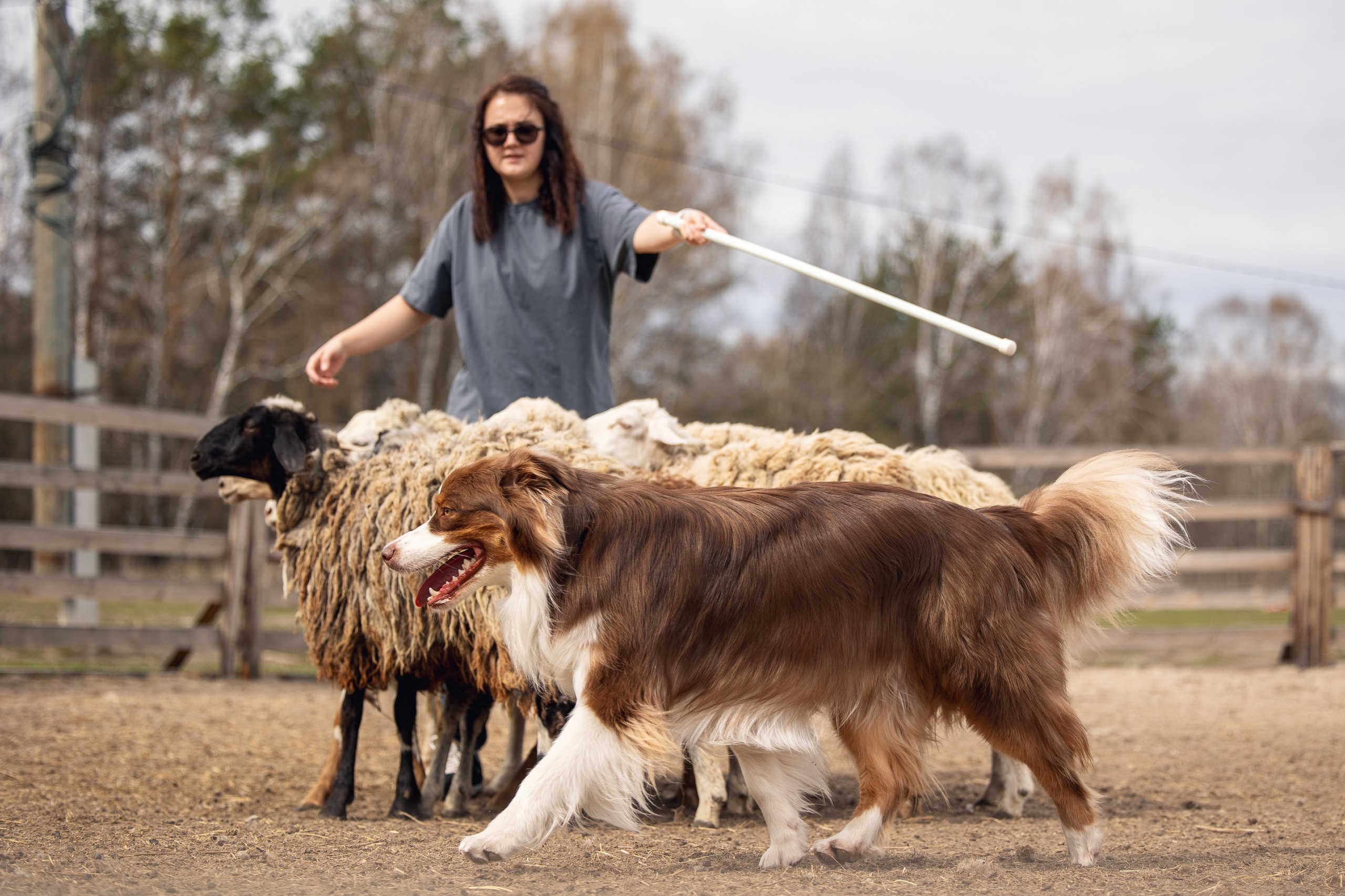 Анна и Вуди. YULA KOLESOVA | Фотограф — Анималист | Художник | Тюмень