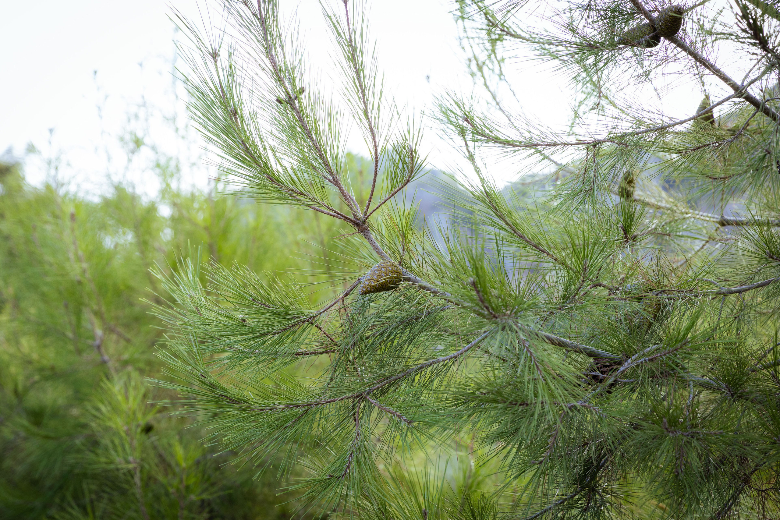 Турция (осень 2023). Фотограф Виноградов Константин