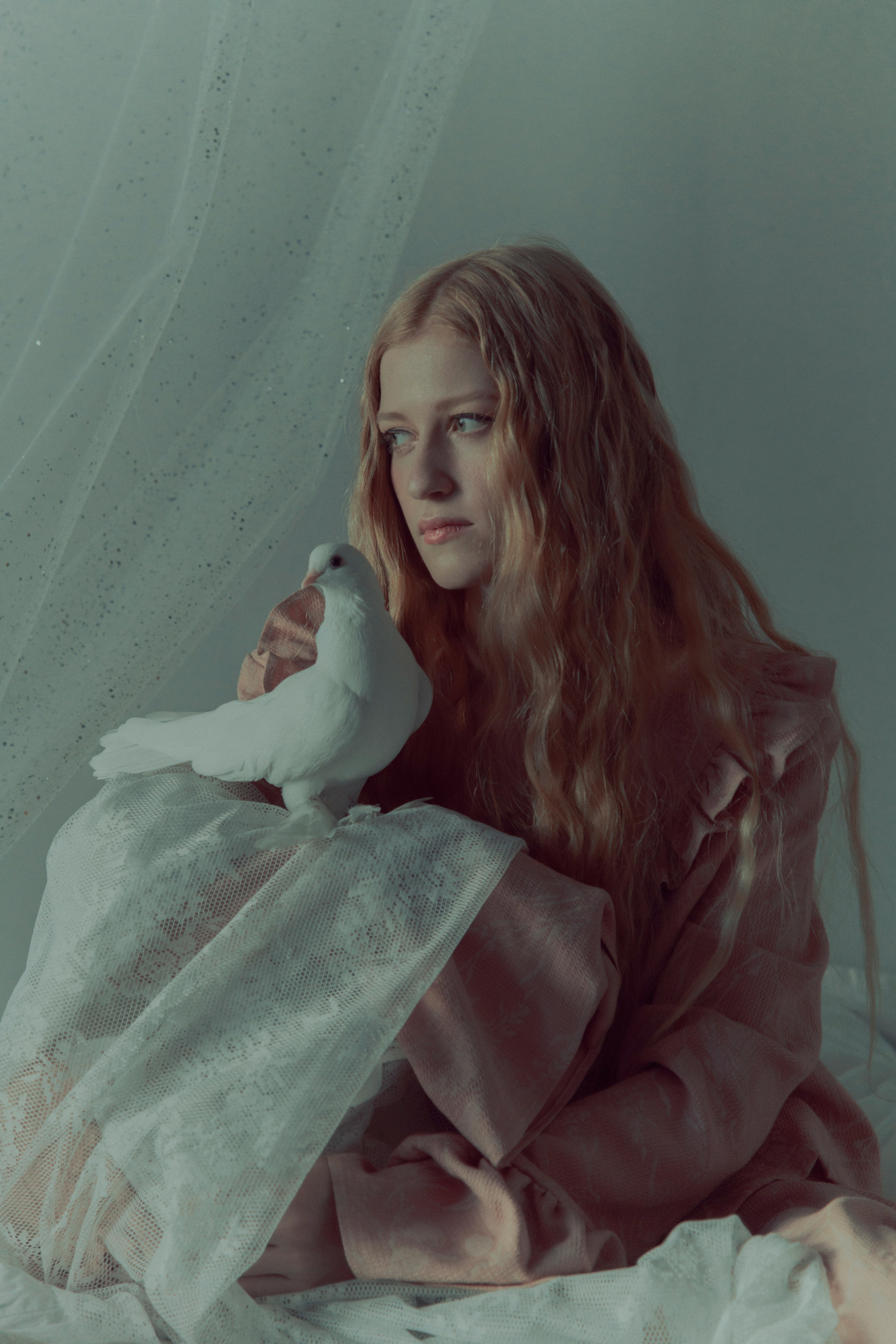 Голубь. Фотограф Anita Mivchas