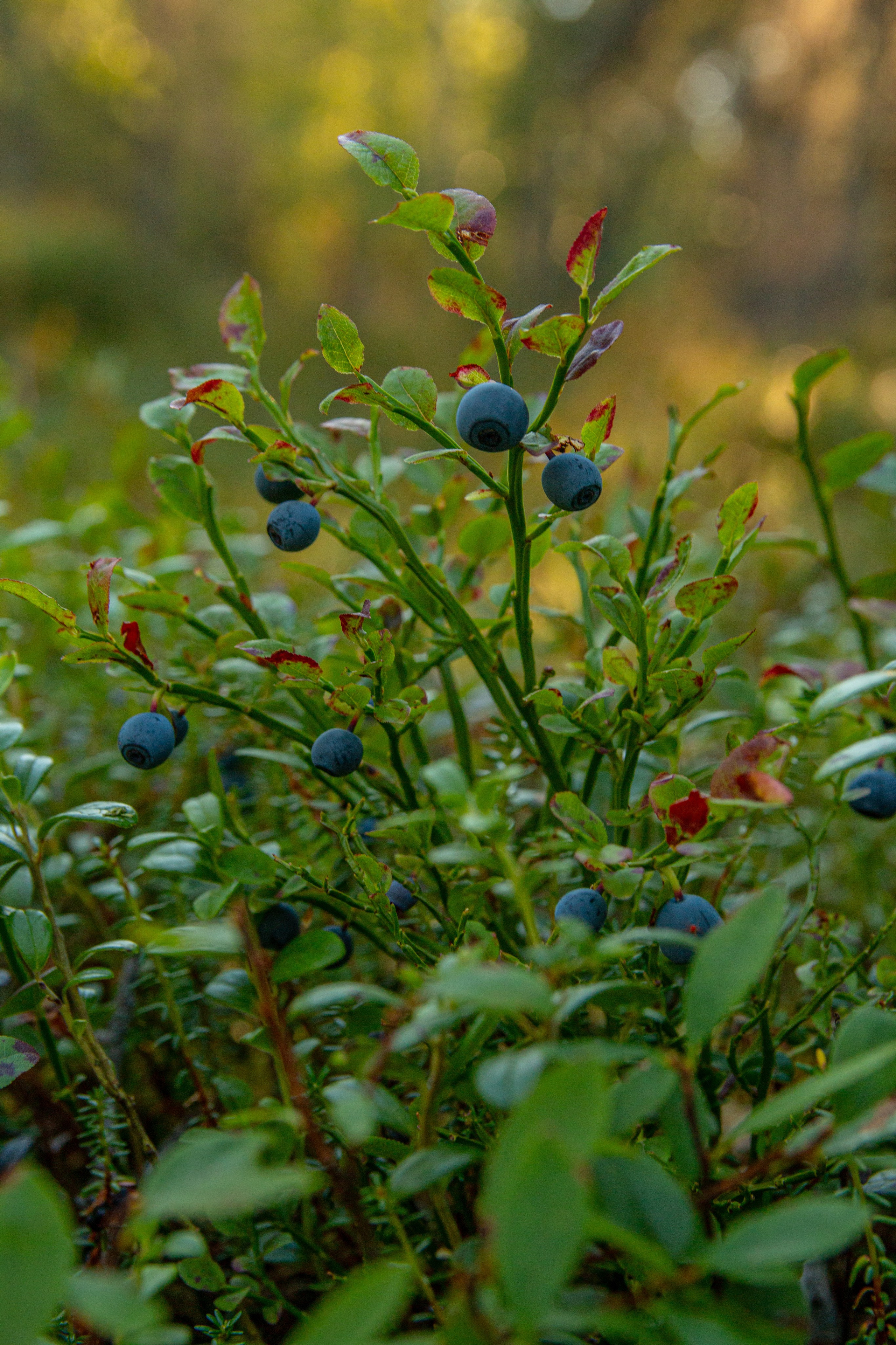 Пища для глаз. Ваш фотограф Северск | Томск