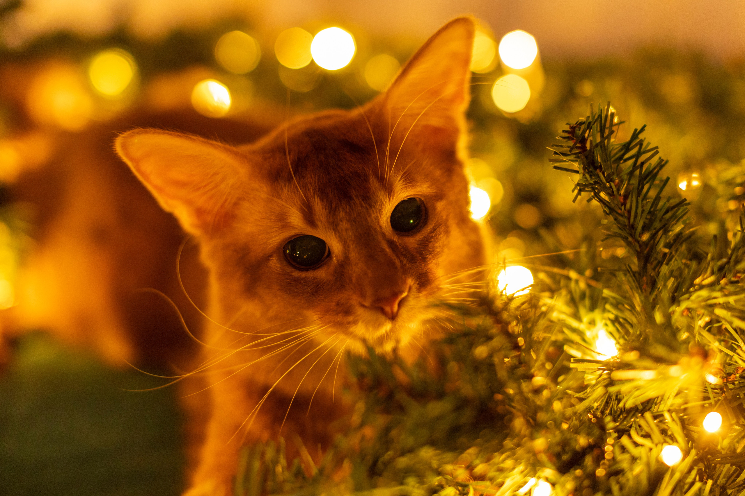 Сомали. Art my Pho