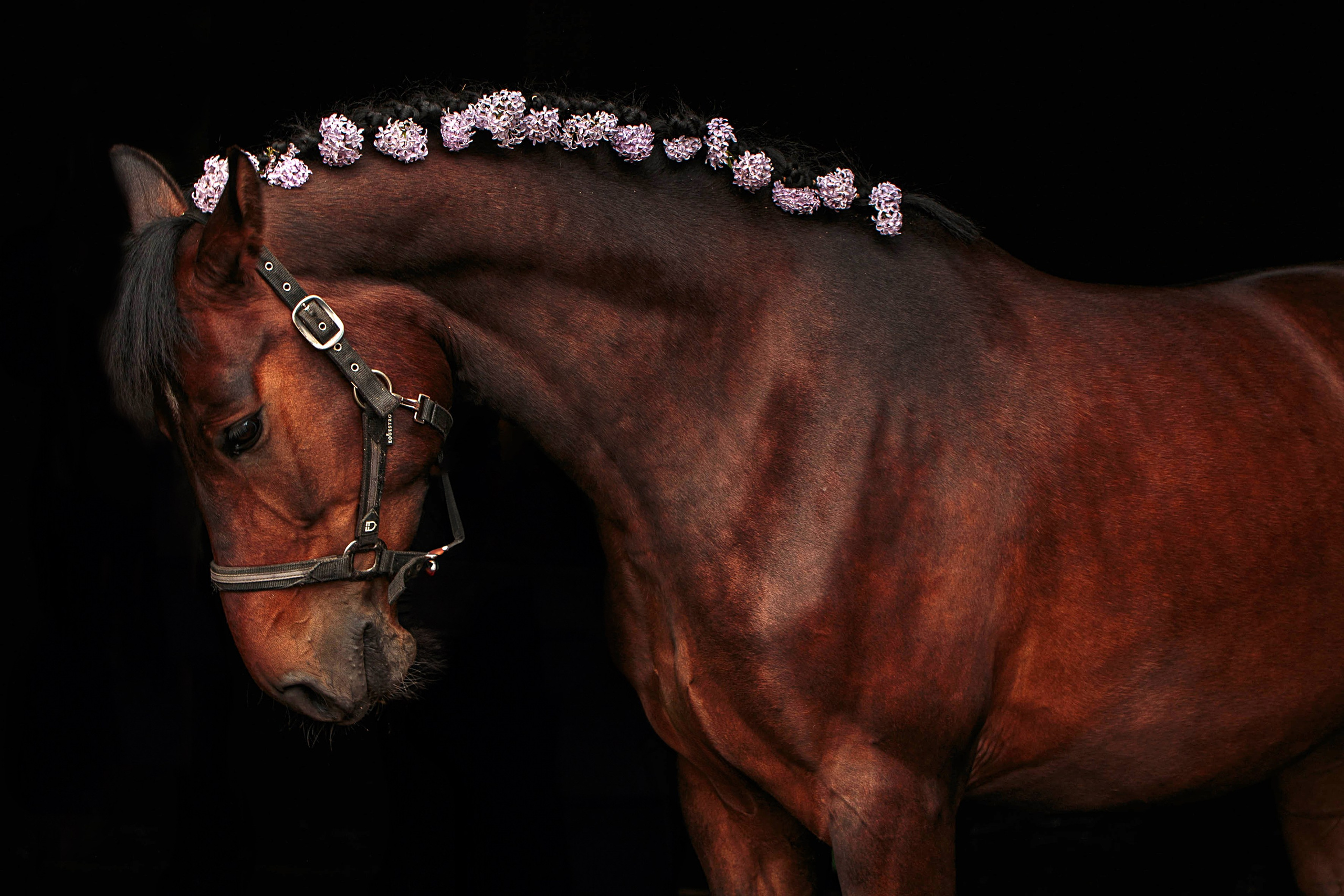 СЪЕМКА ЛОШАДЕЙ. Конный фотограф в Красноярске — Любовь Похабова