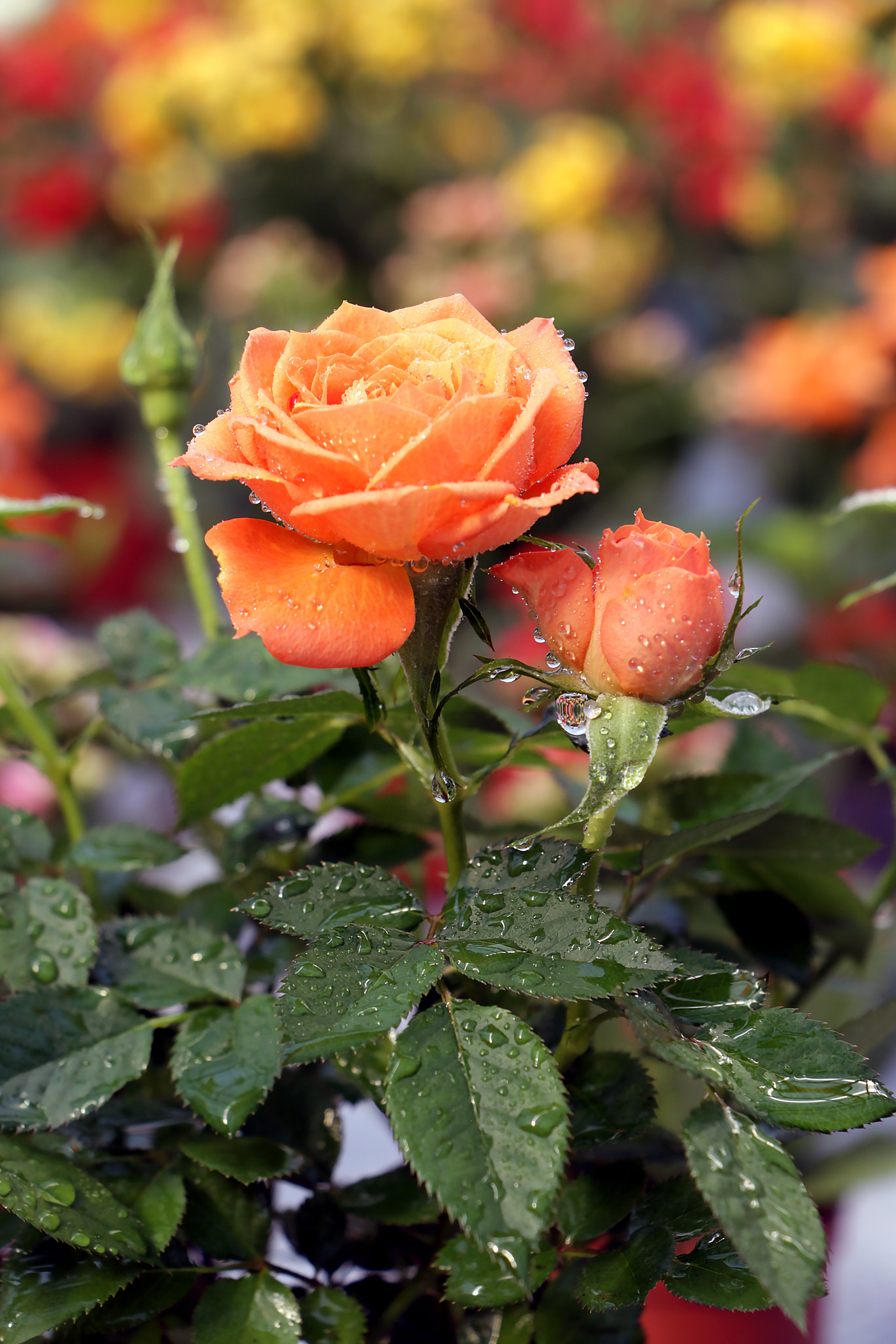 Капельки воды на розе. Капли воды красиво выглядит на цветке 