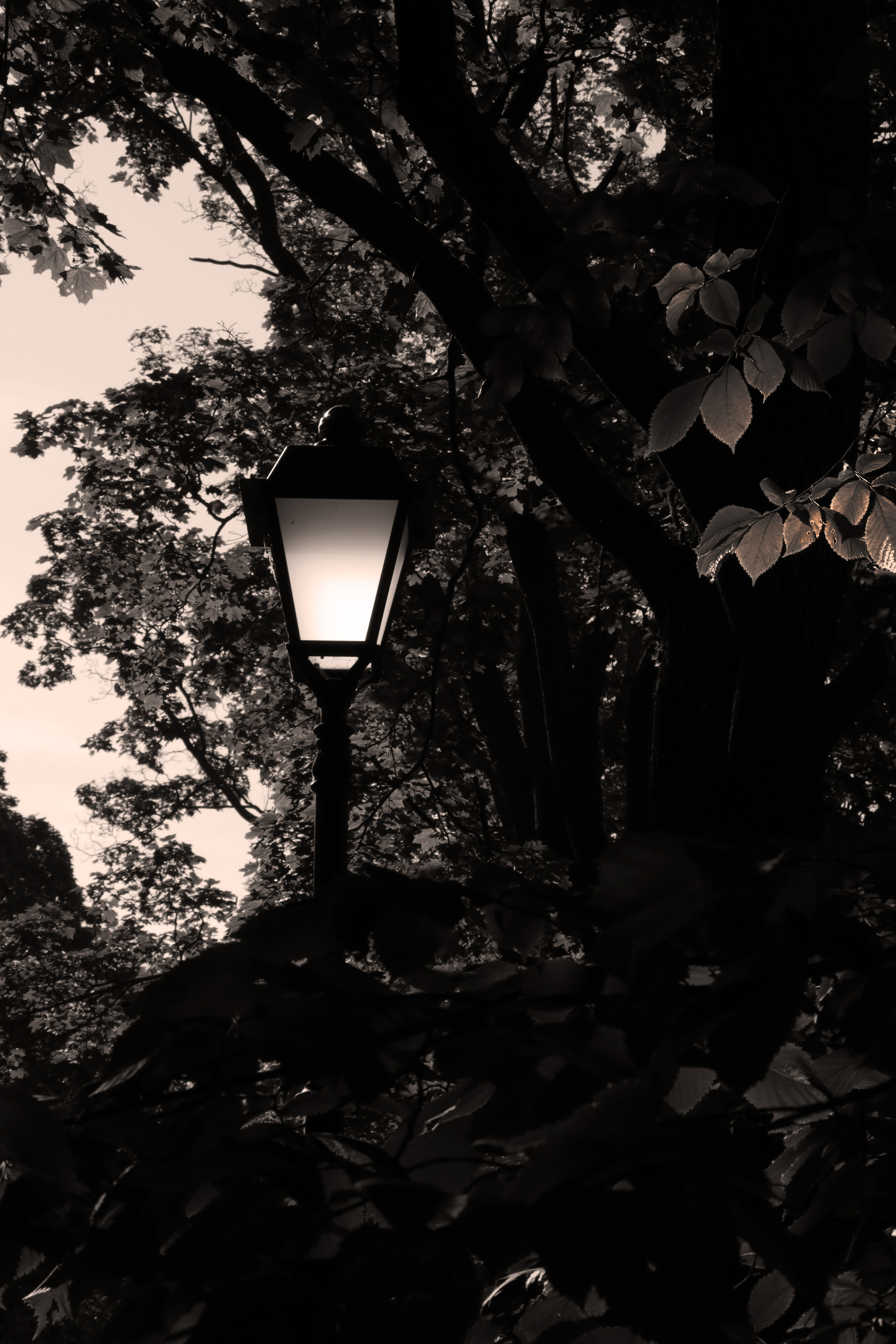 Утро. Парк. Фонарь