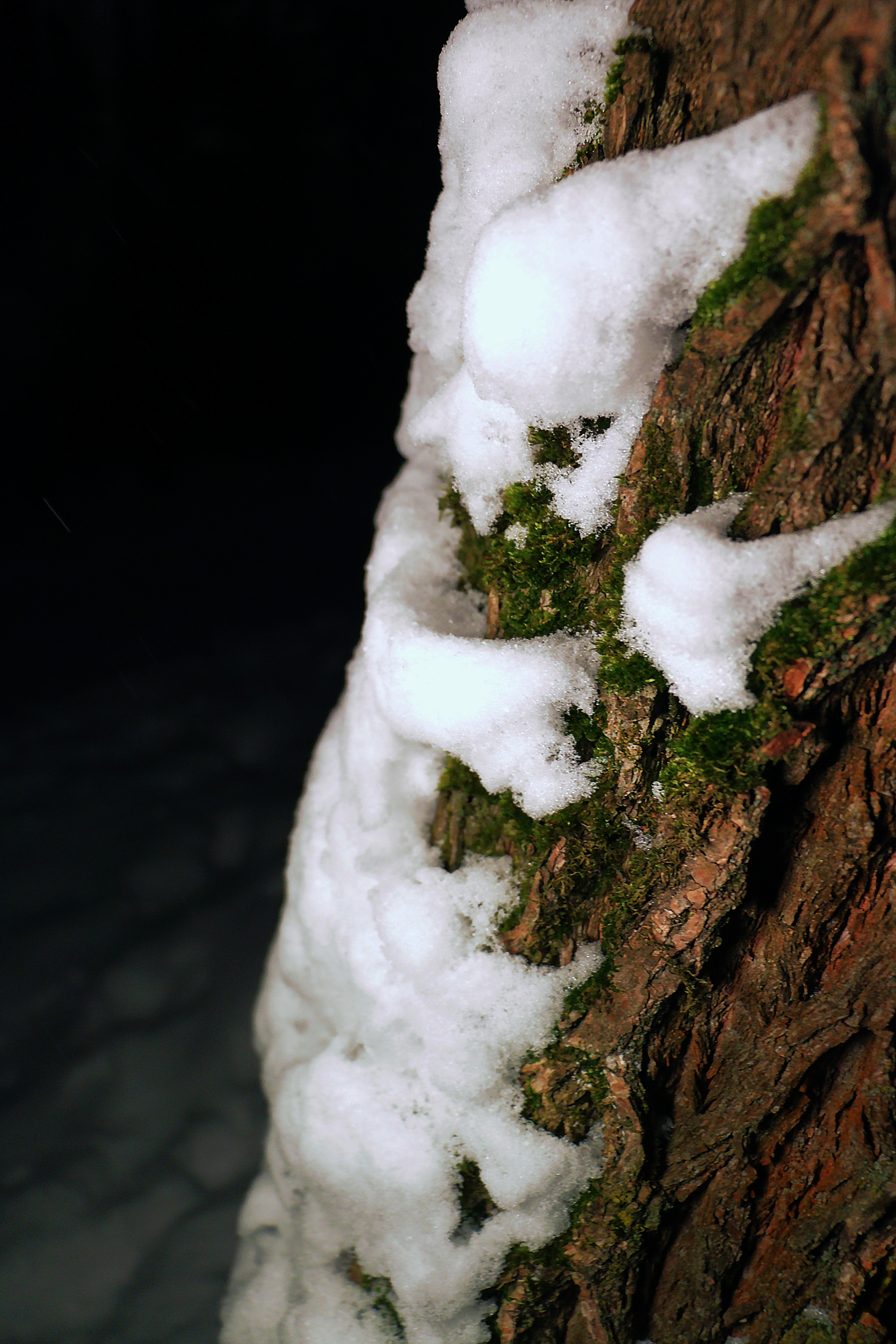 Дерево. Ночь в лесу