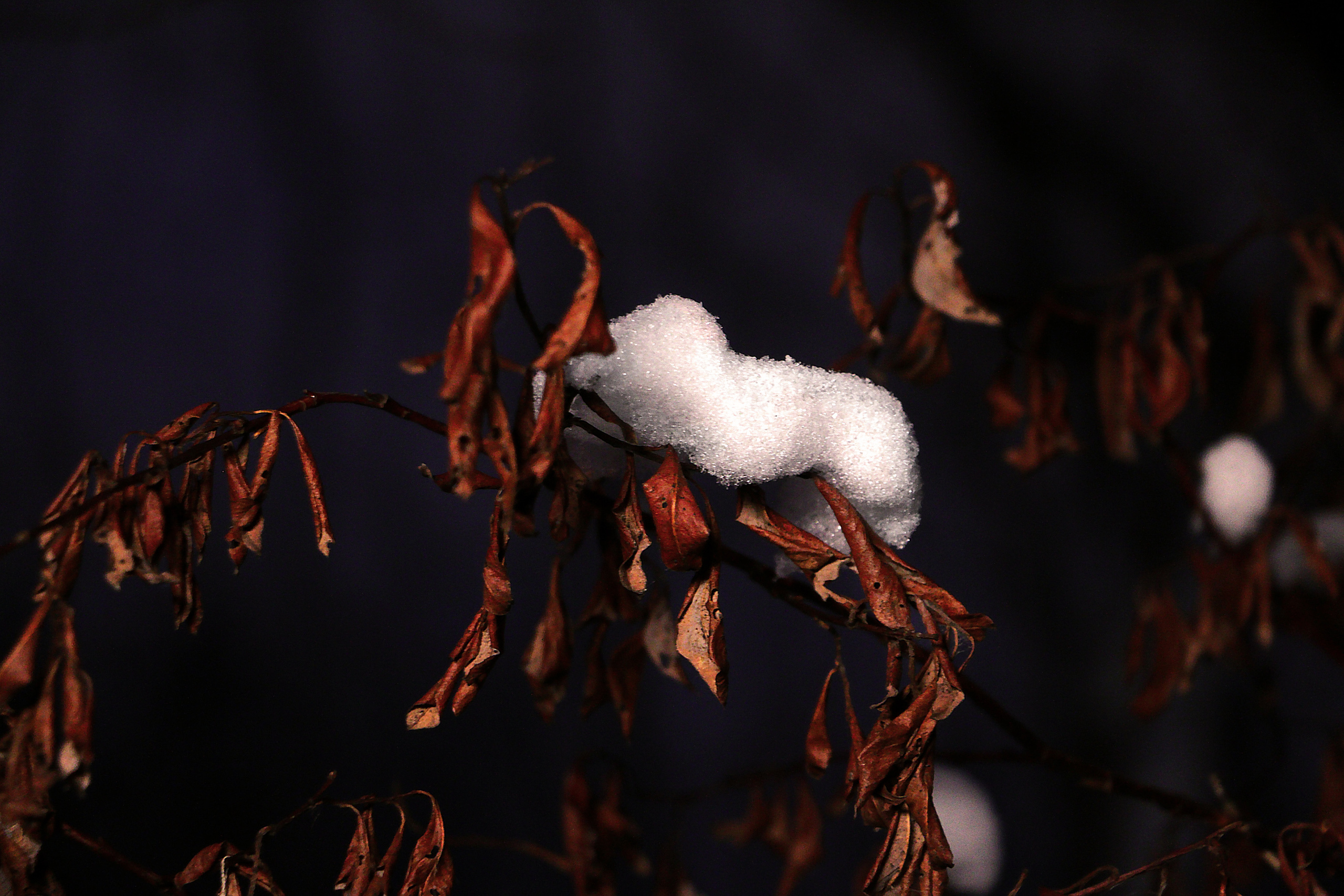 Снег на листве