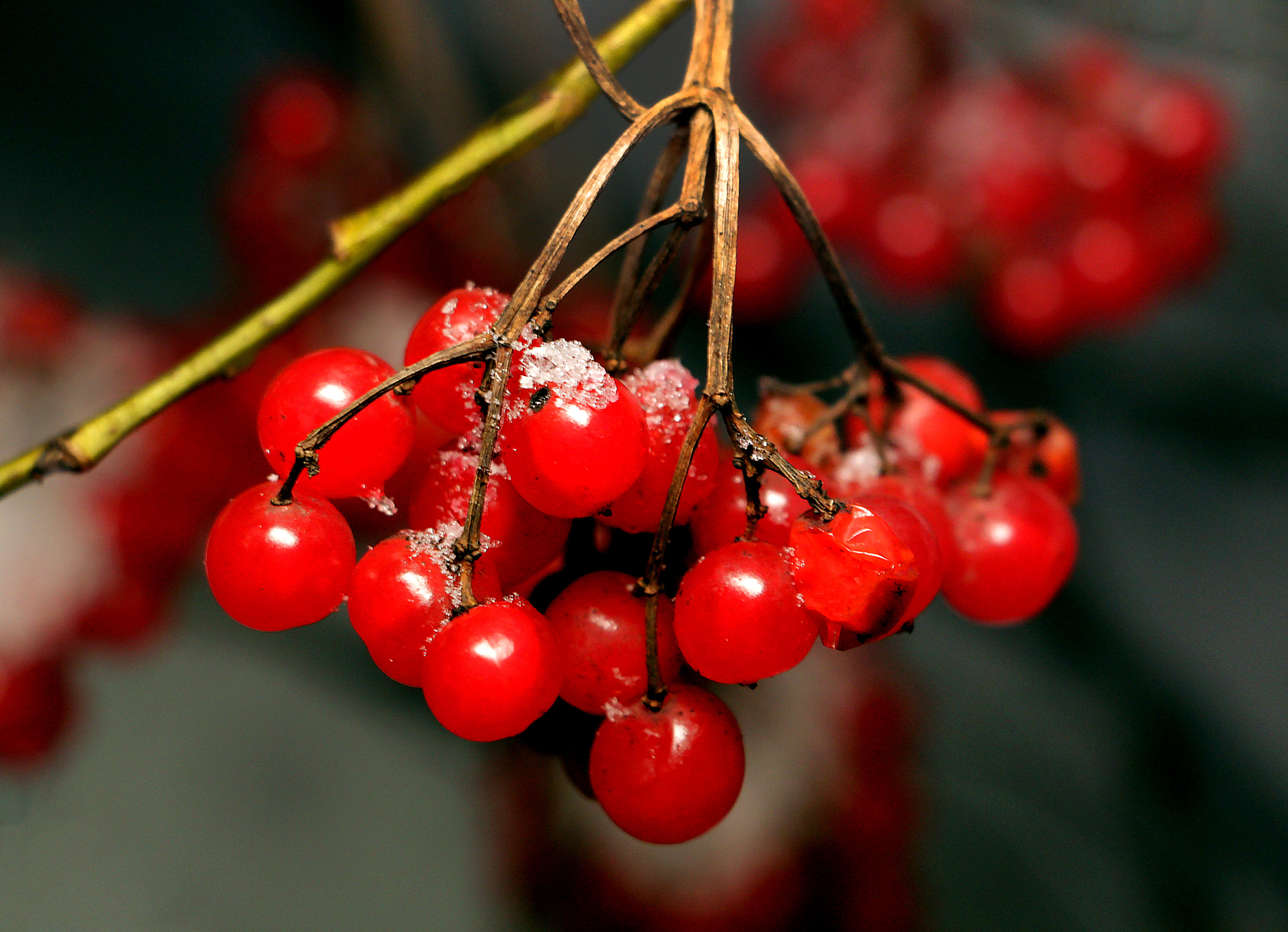 Рябина зимой. Рябина в ночном лесу