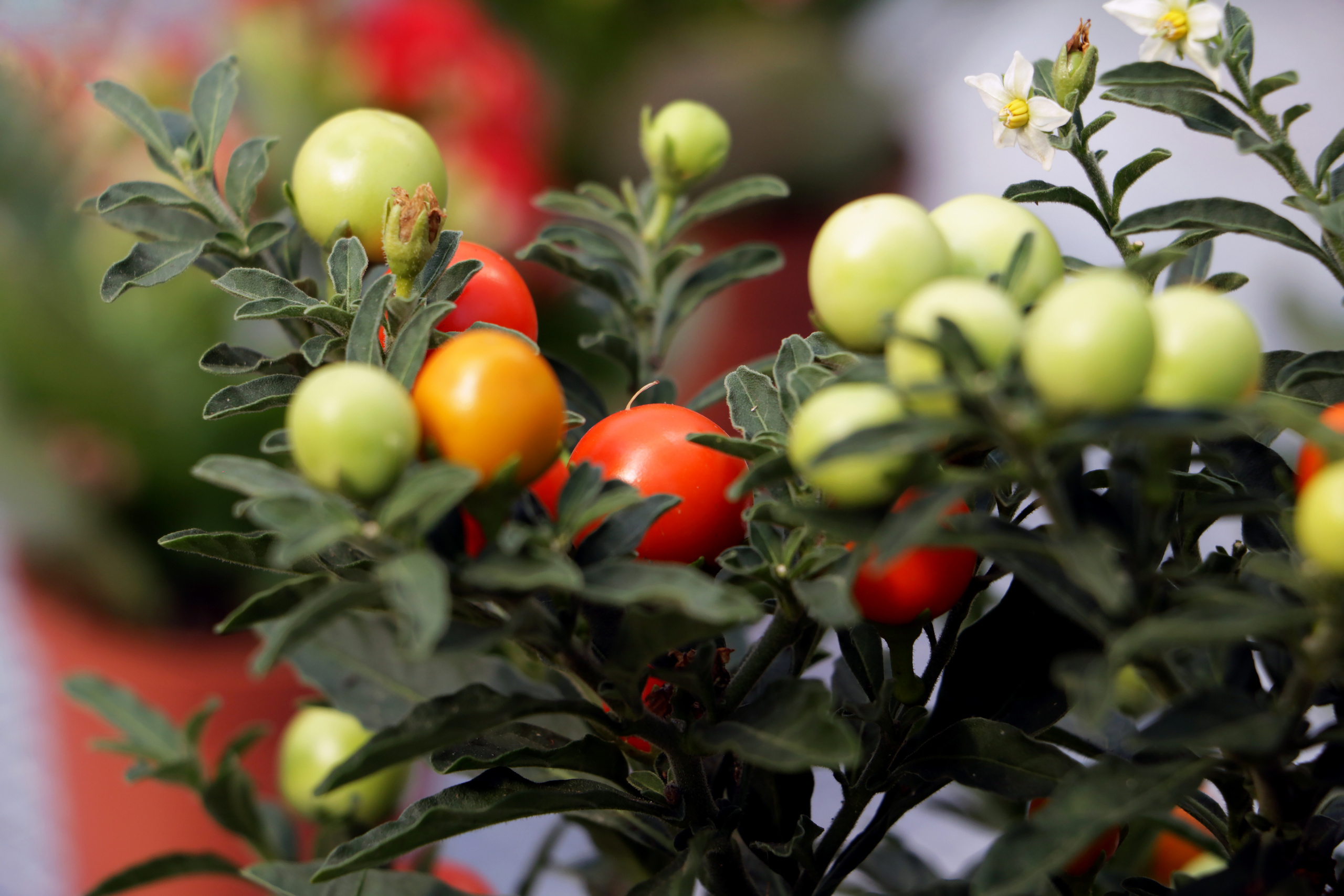 Красивые растения