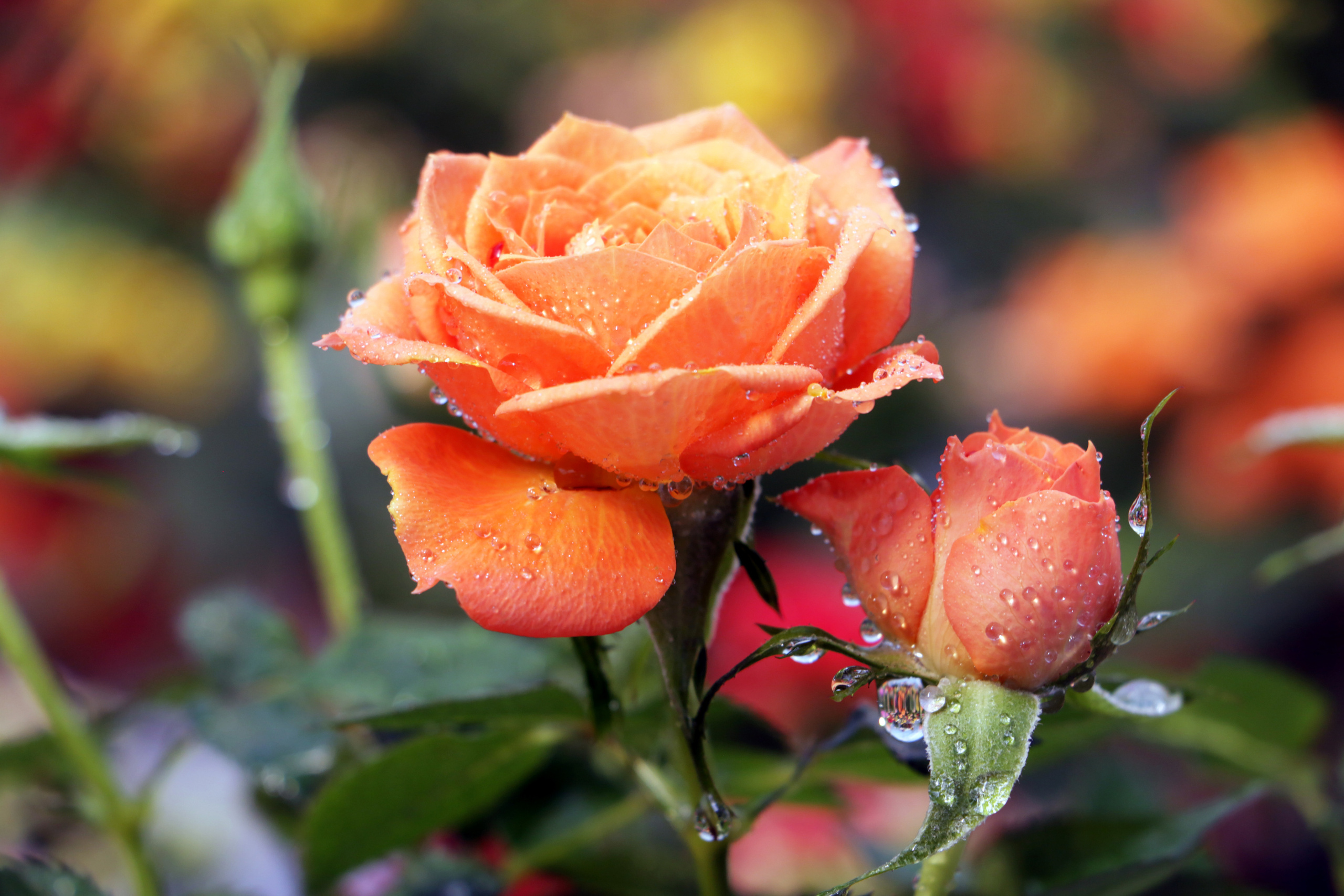 Красота природы. Роза. Красавица роза