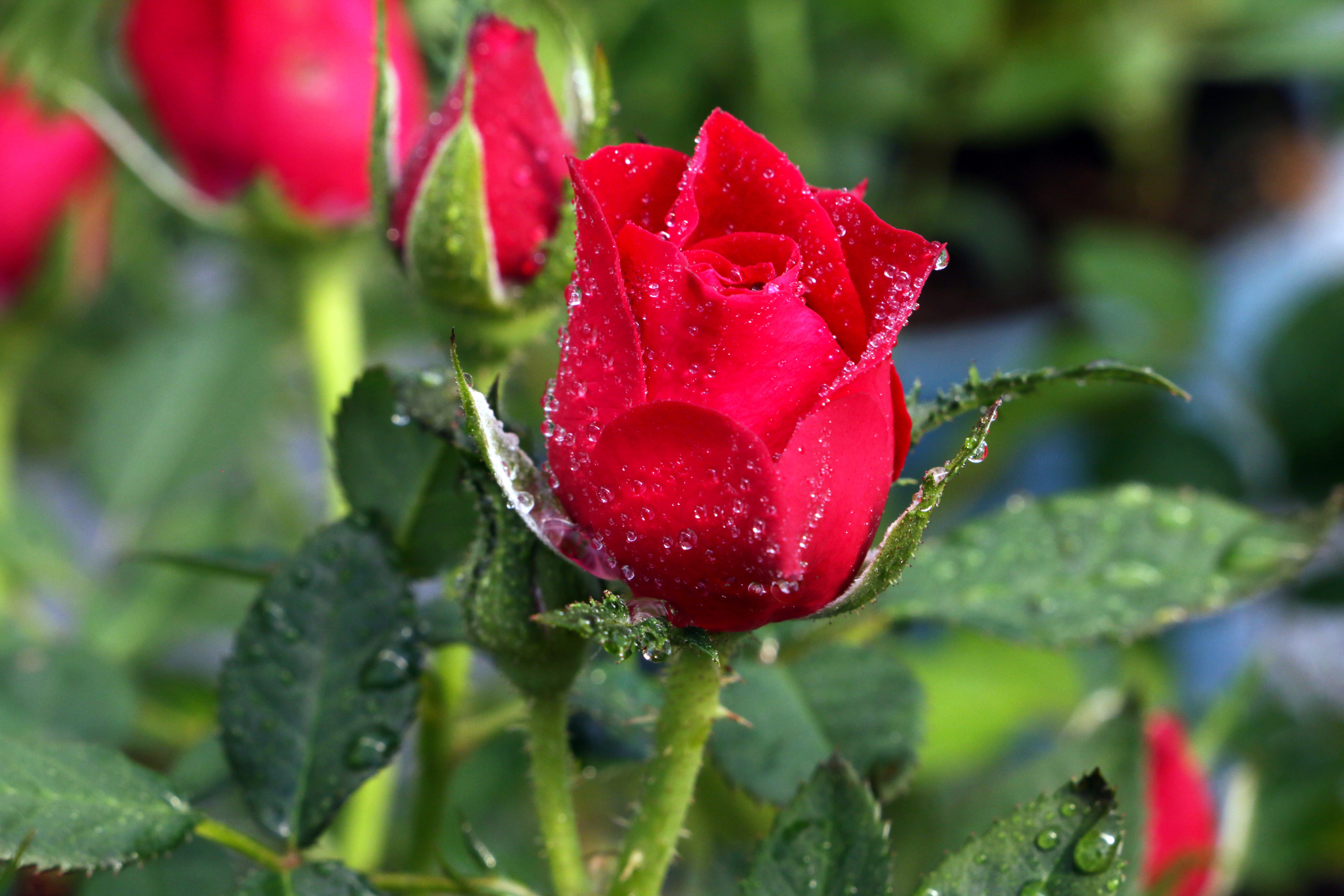 Королева цветов - роза