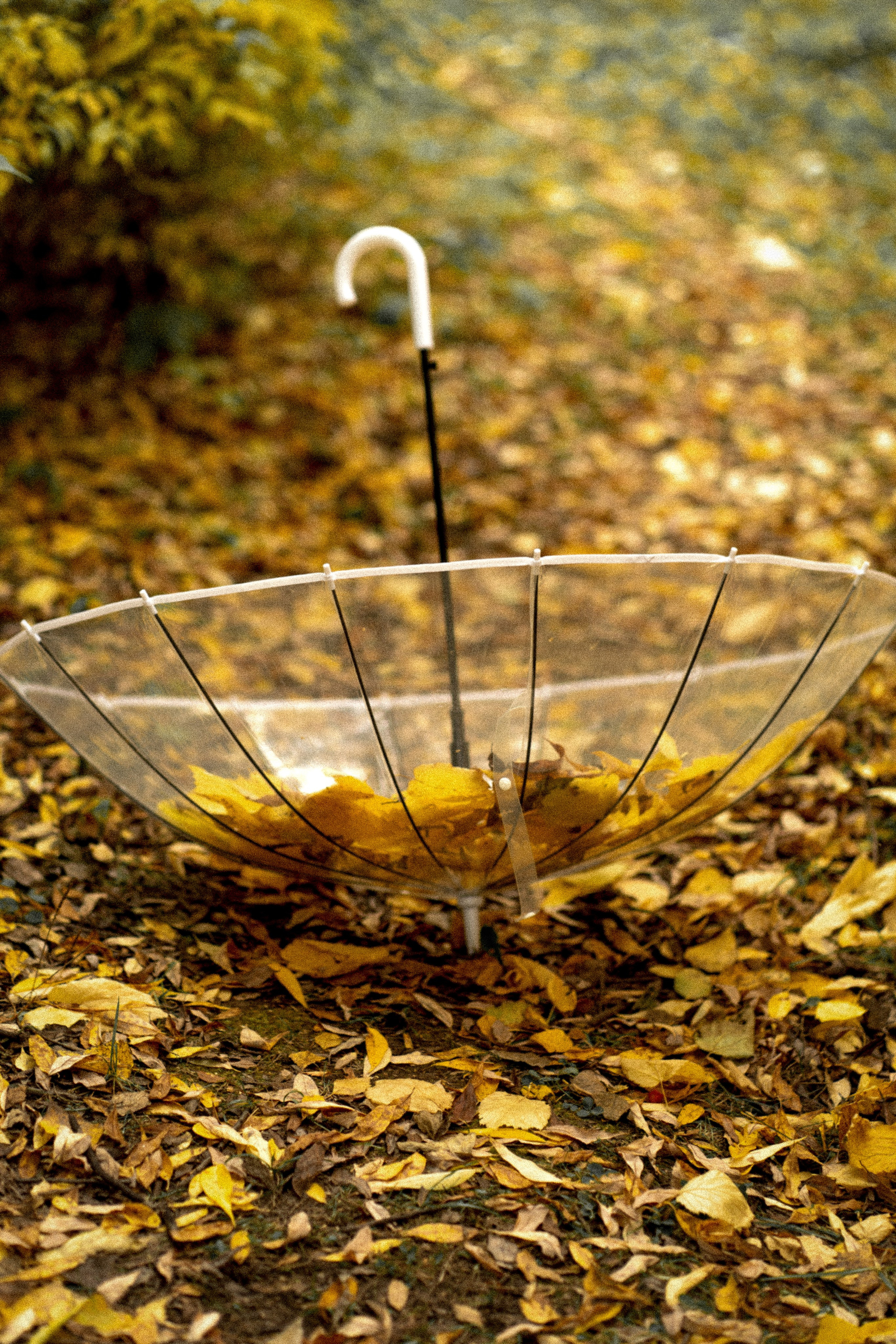 Теплый осенний день. Фотограф в Красноярске. Юлия Чаушанская