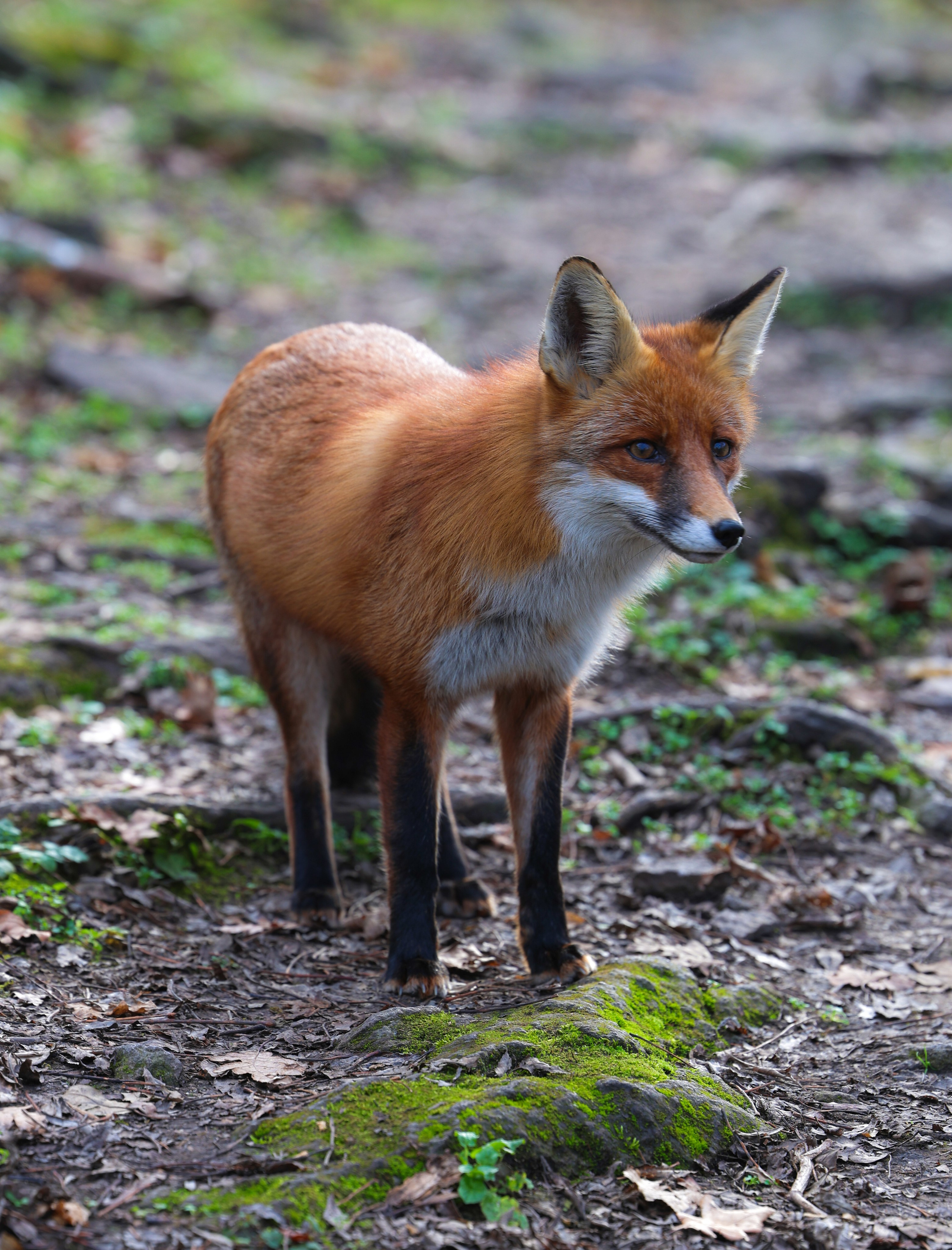 Фотограф Мария Алексеева. Мария Алексеева. Фотограф в Москве