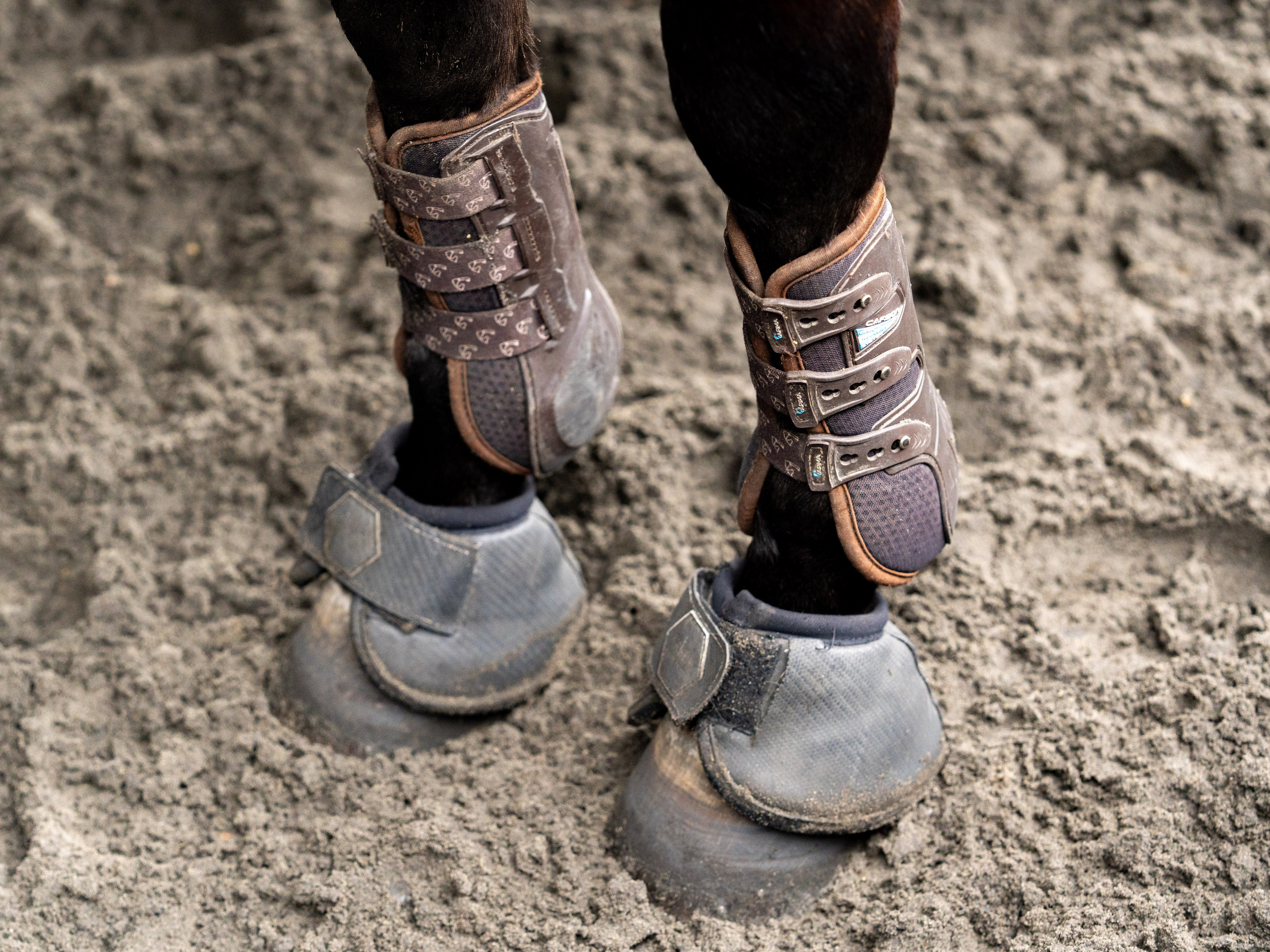 MICE мероприятие на ферме Экзархо. Репортажный фотограф в Красной Поляне и Сочи Павлюченко Екатерина