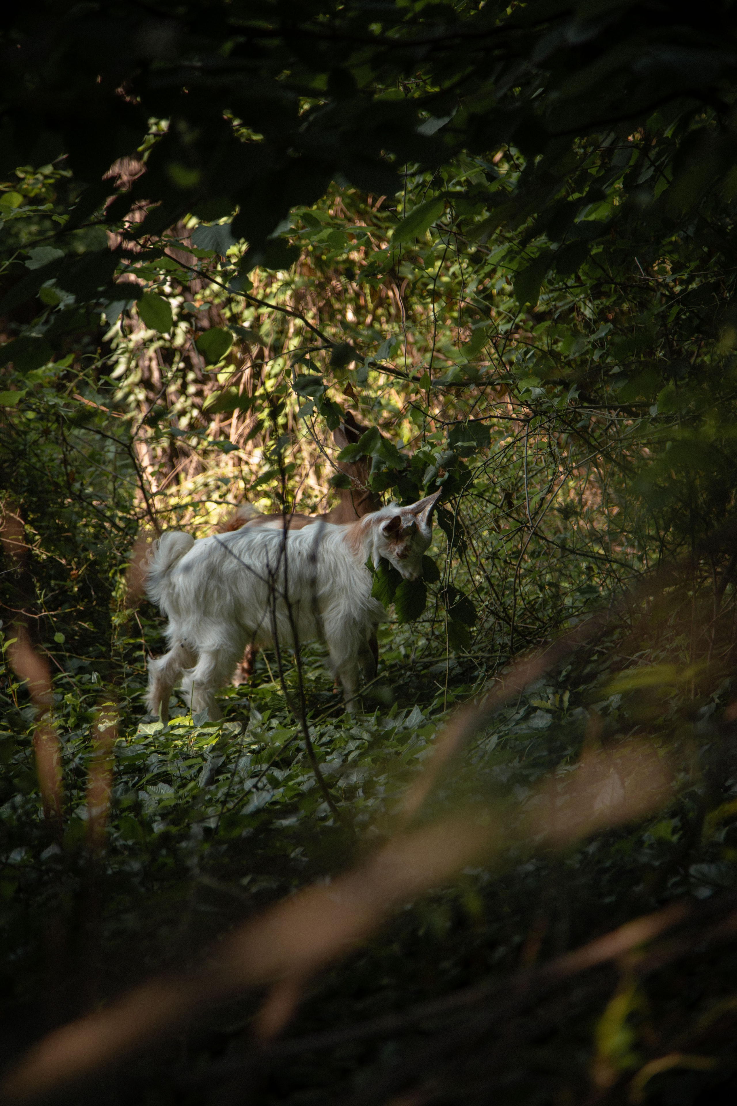 Зоопарк. Dmitriy [KCCC] is a pretty cool photographer