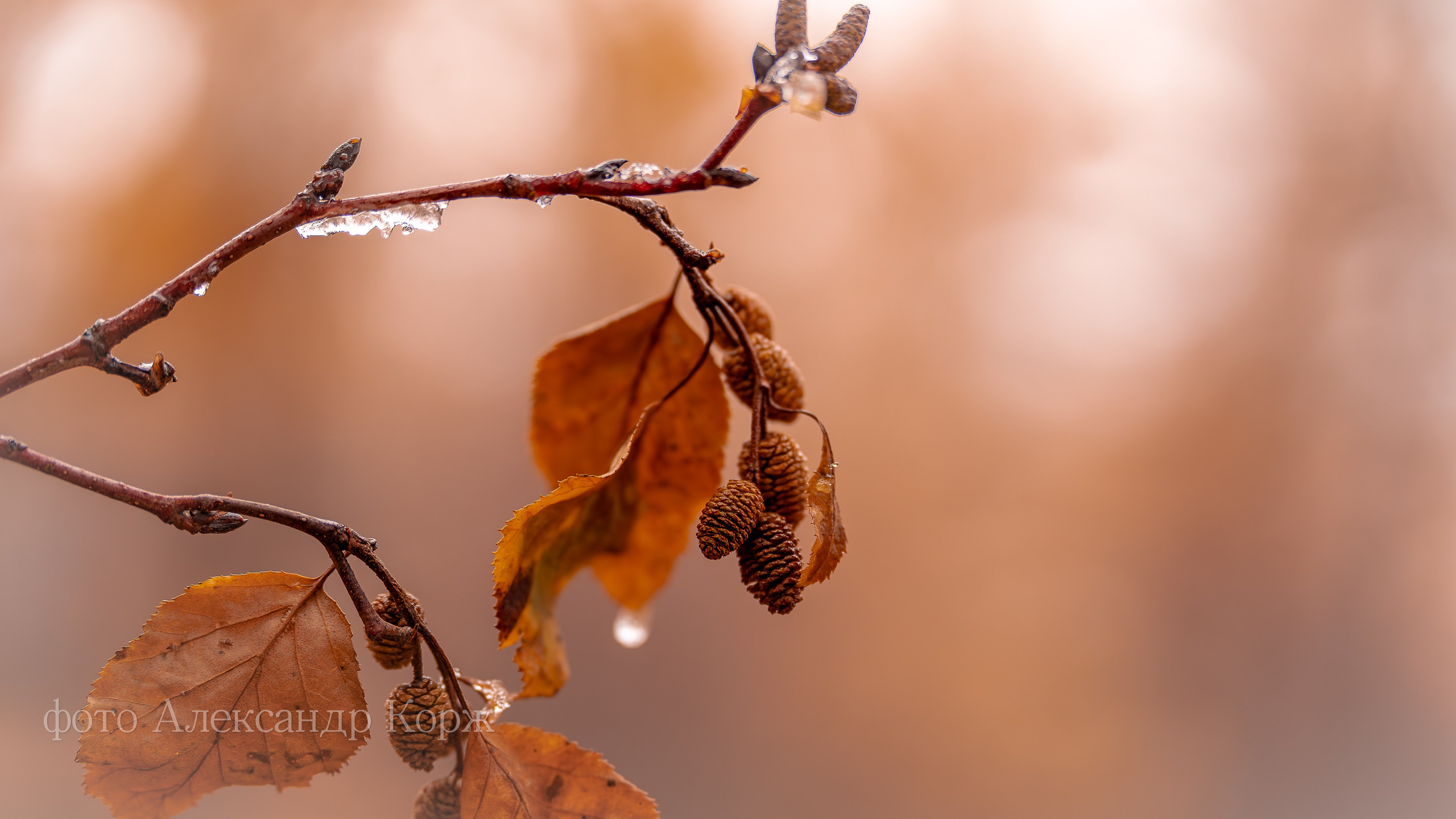 Золотая осень 2025. Айхал. Удачный. Мирный Якутия. Фотографии и видеосъемка, Айхал, Удачный, Якутия. Фотографии Айхал