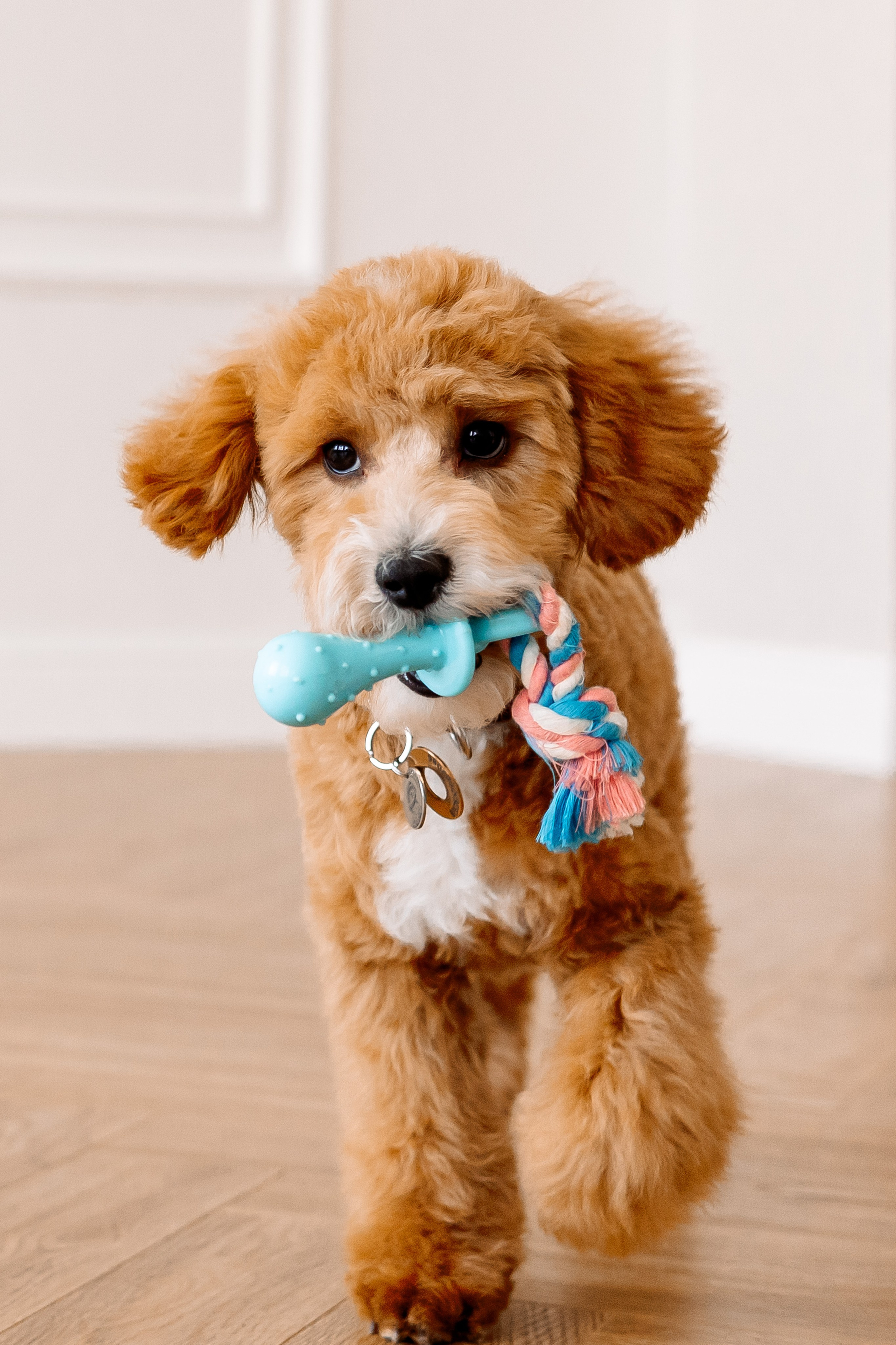 Фотосессия с кавапу. Семейный Фотограф в Москве Евгения Симоненко