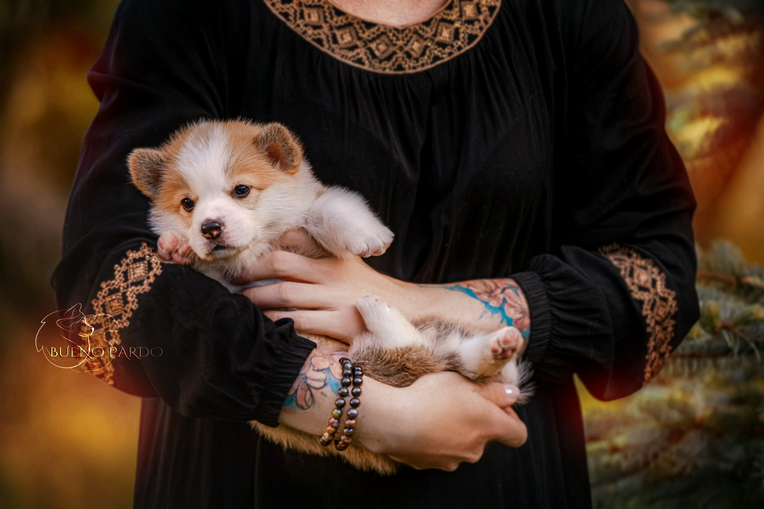 Щенки вельш корги пемброк из питомника. Питомник собак Акита, Хаски, Корги