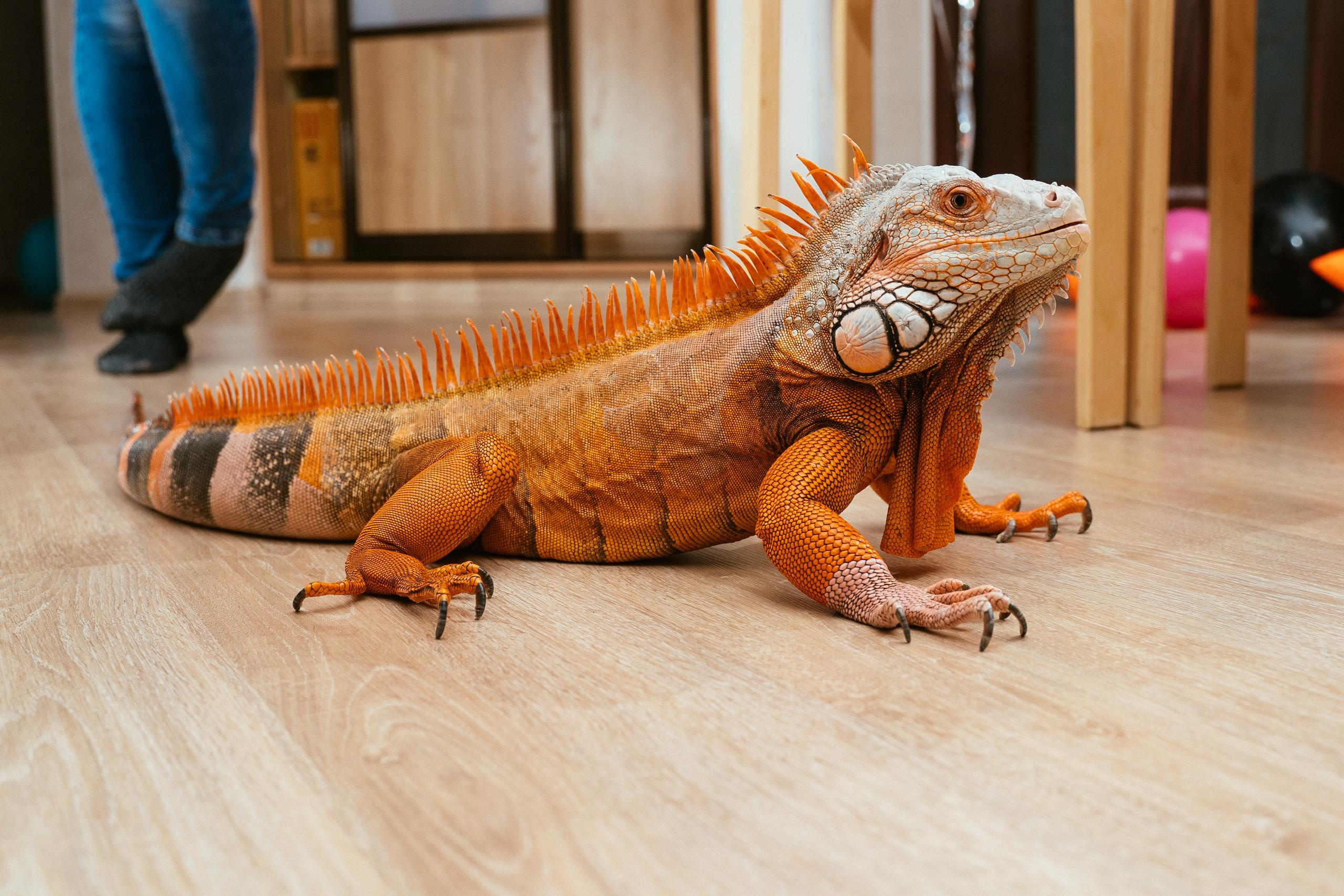 Пижамная вечеринка и нащупай-шоу. Выпускные альбомы для детского сада и школы в Красноярске Мария Русяев