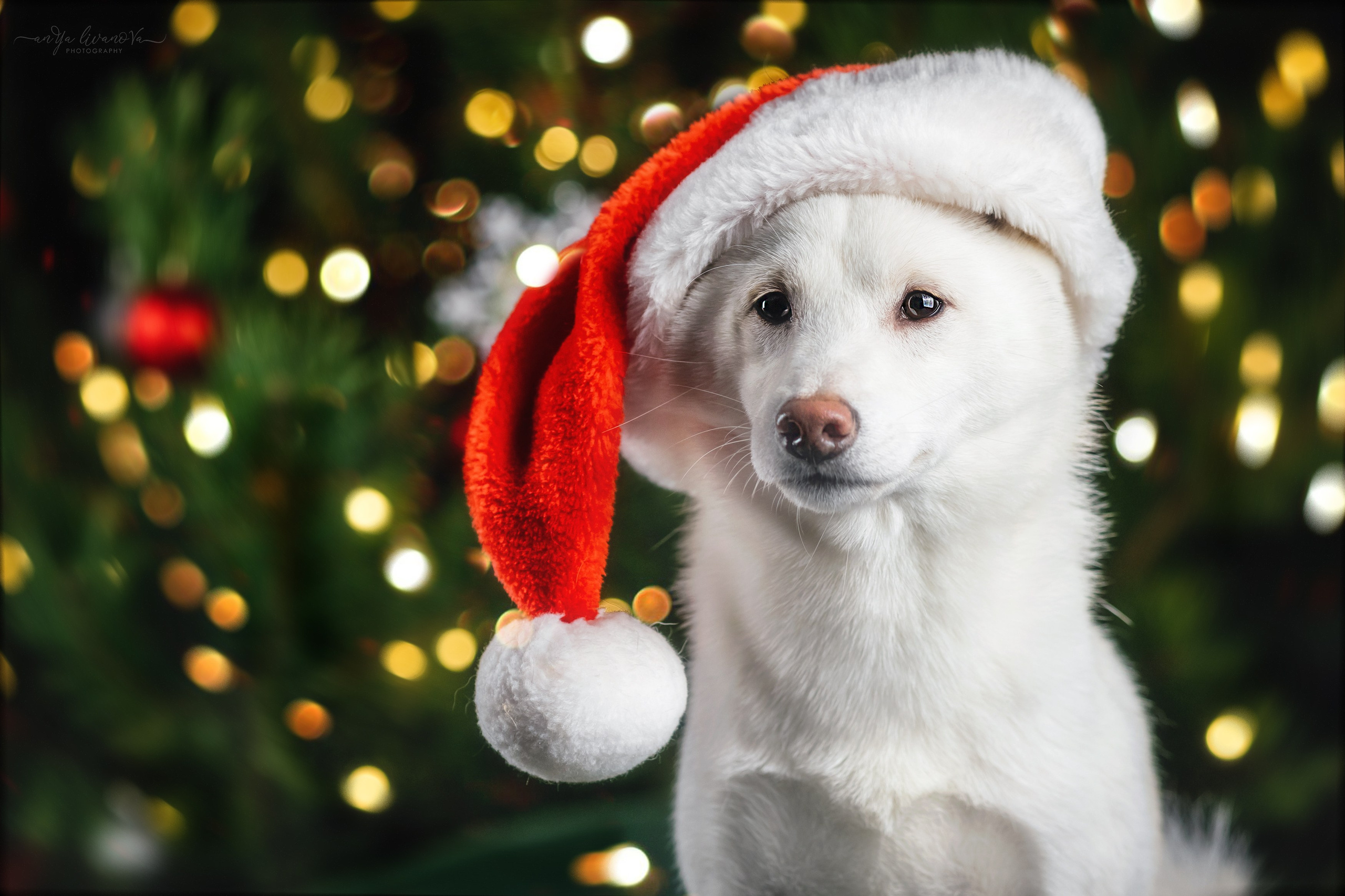 Новогодняя атмосфера в «Simply the Best». Фотограф анималист Аня Ливанова | Рыбинск