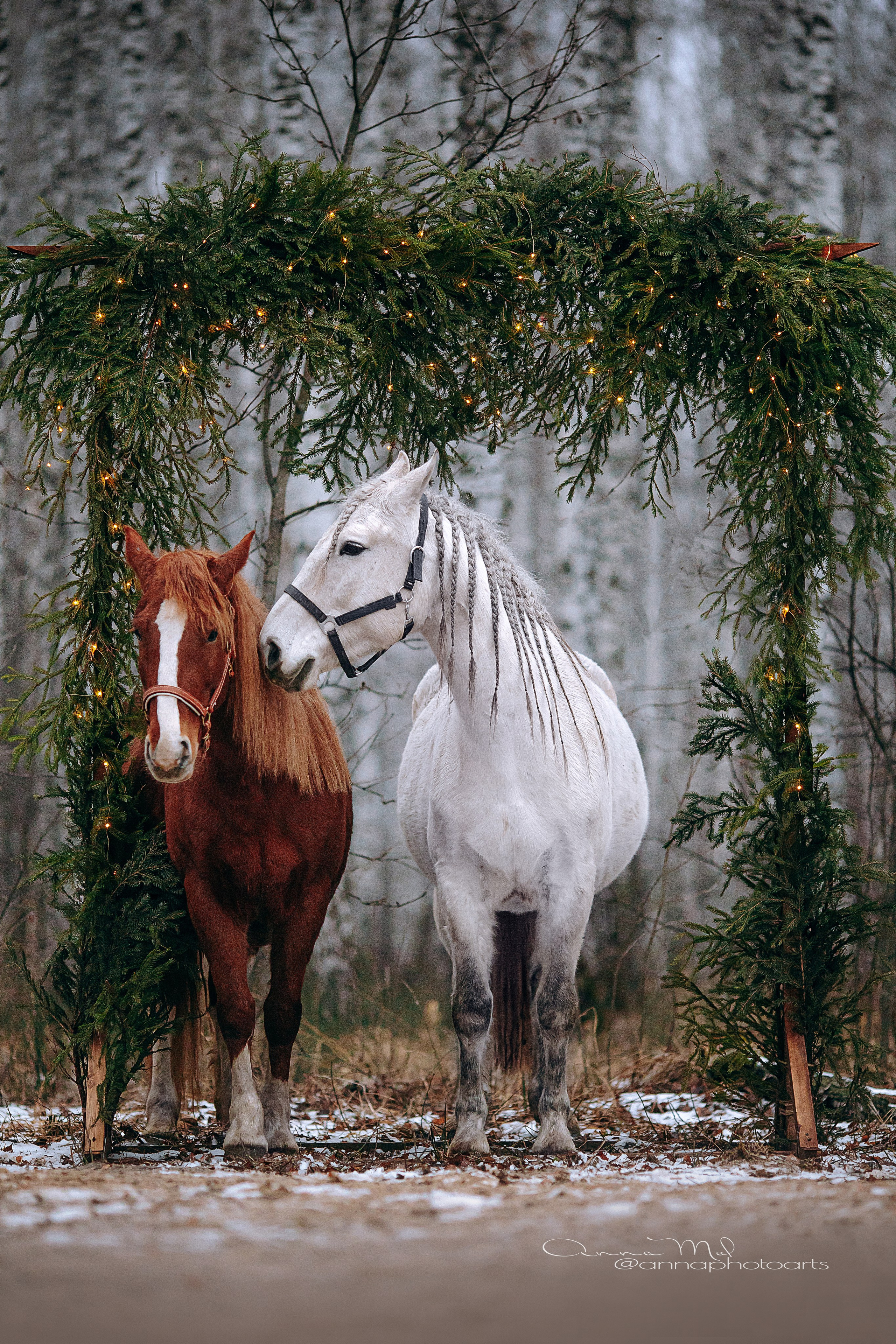 Тариф Новогодний 2025-2026. Анна Молчанова конный фотограф в Тюмени | фотосессии с лошадьми Тюмень