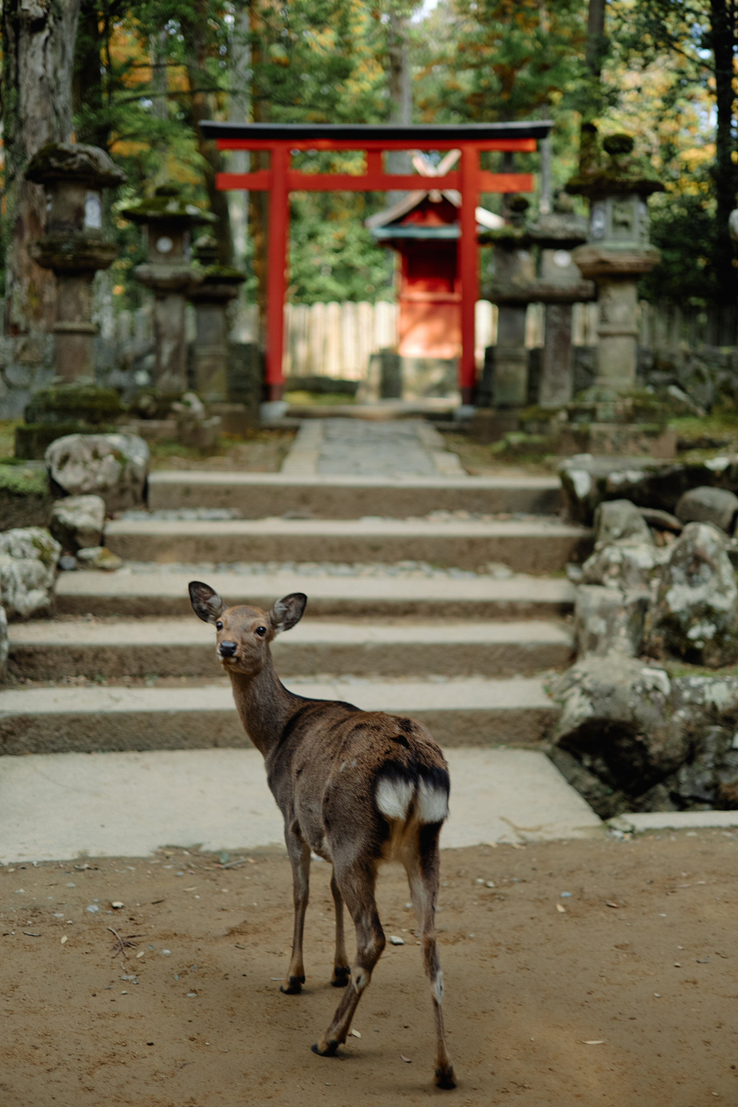 Япония. Профессиональный Фотограф во Владимире, в Москве и в Суздале — Полина Романычева