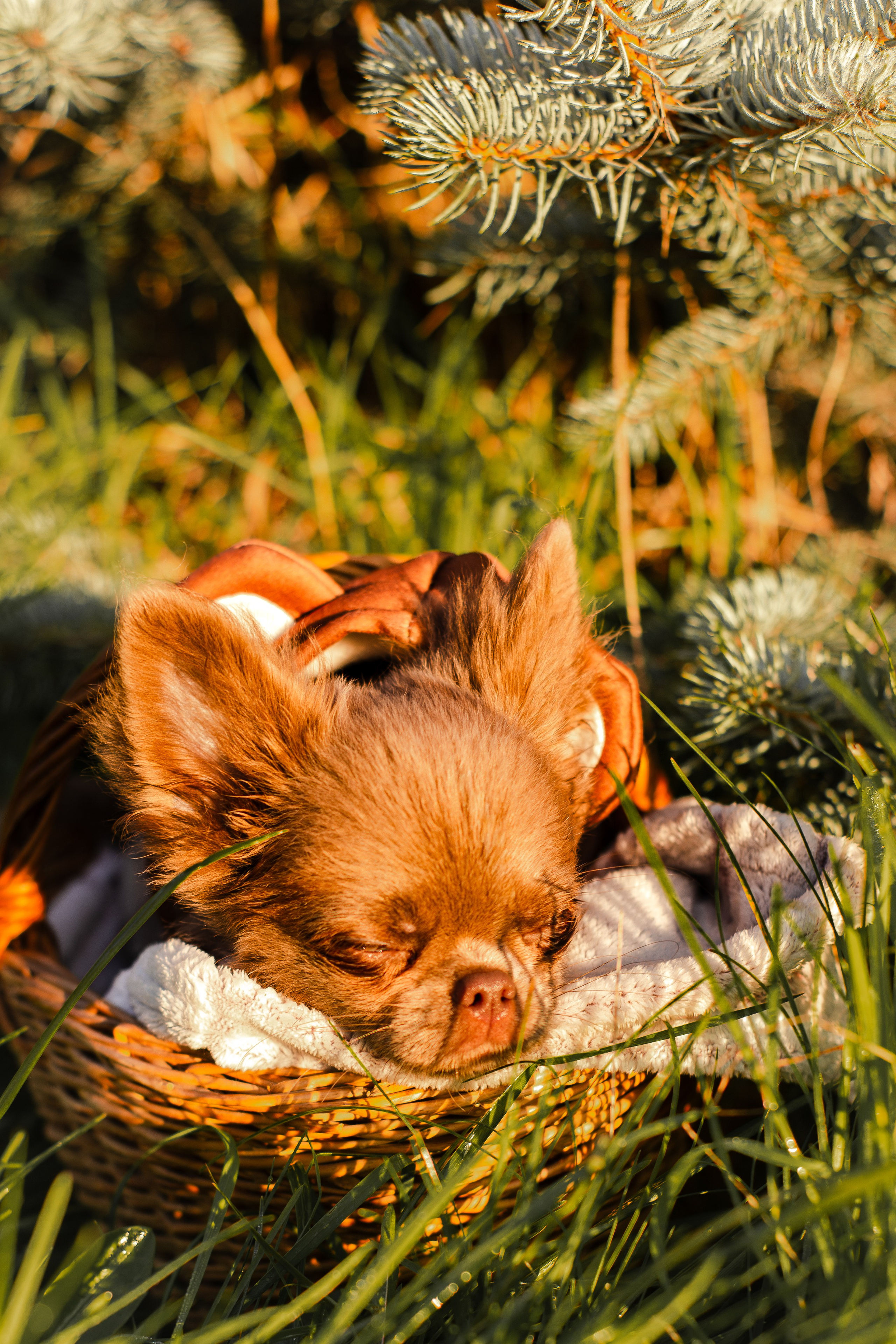 Варя и Фунтик. Фотограф-анималист Мария Баркевич | Москва