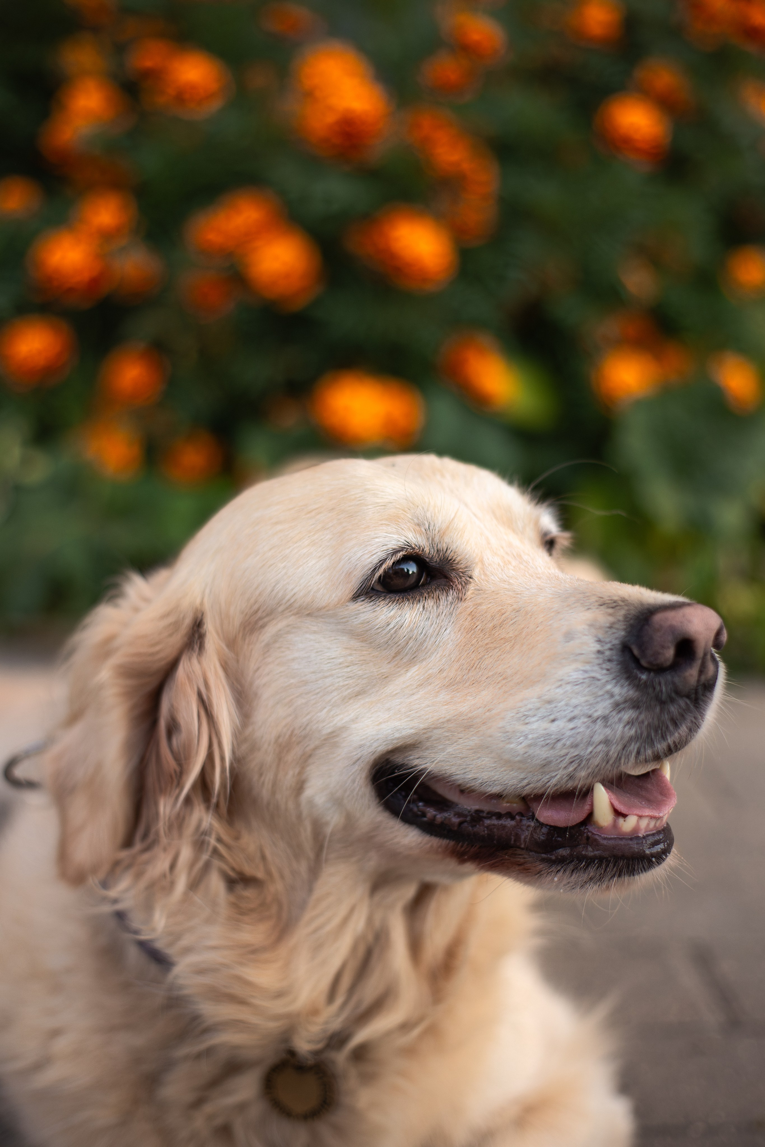 Юля и Мэй. Фотограф-анималист Мария Баркевич | Москва