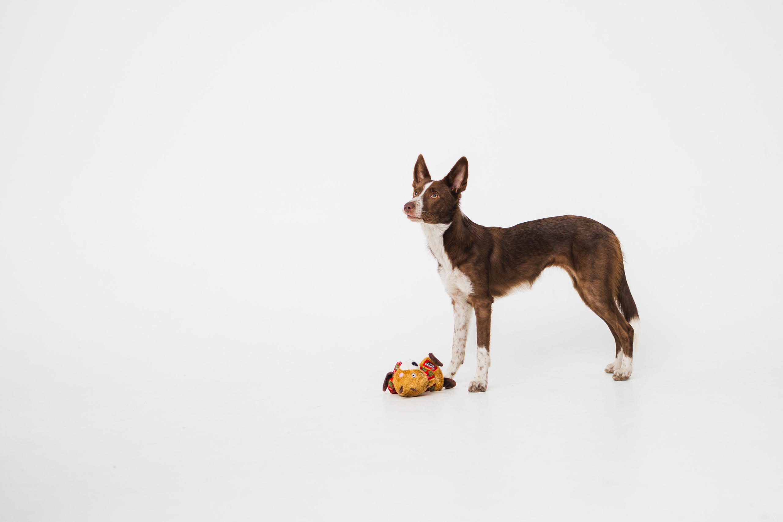 Воркшоп по импульсному свету