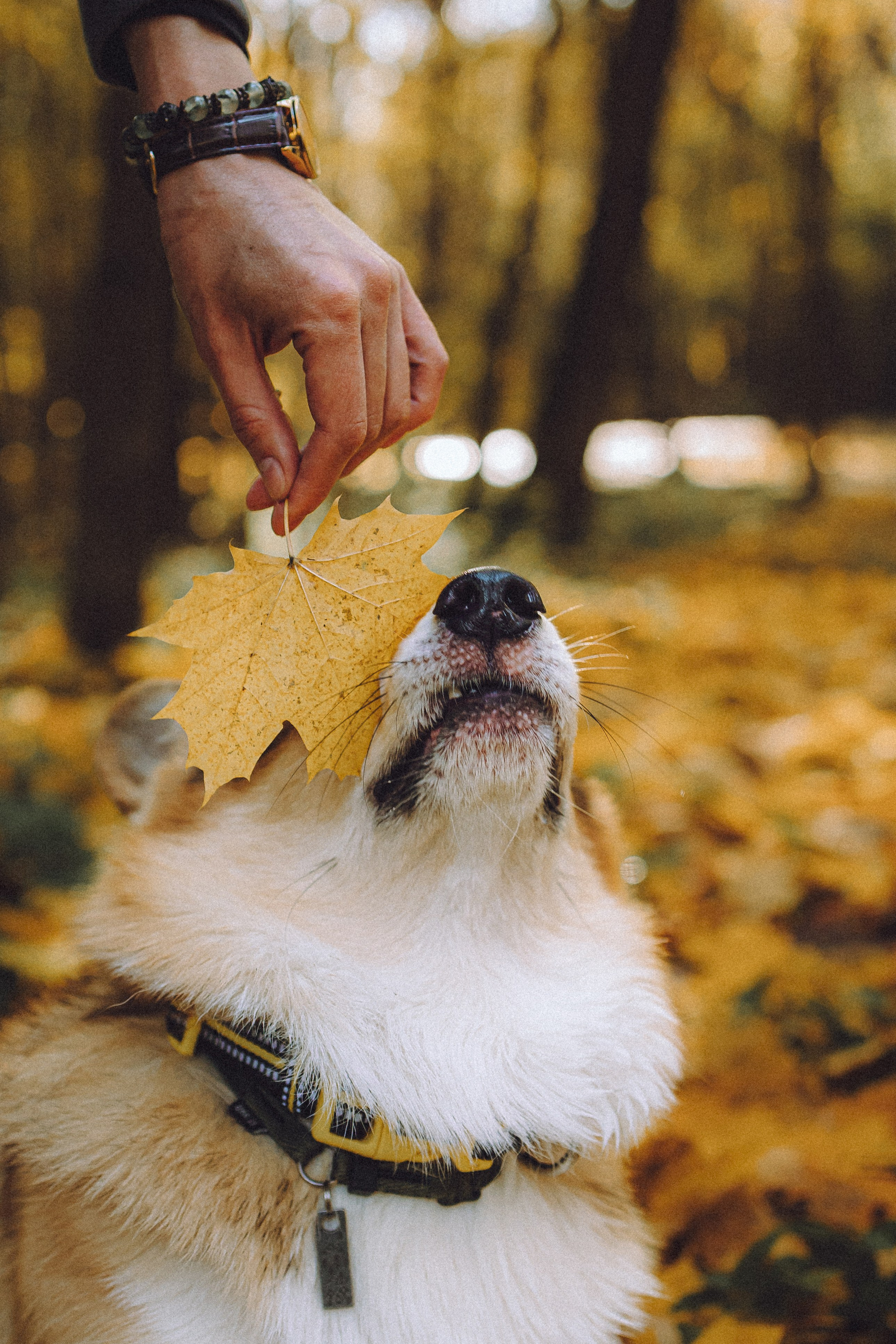 Карина, Даня и Аркаша