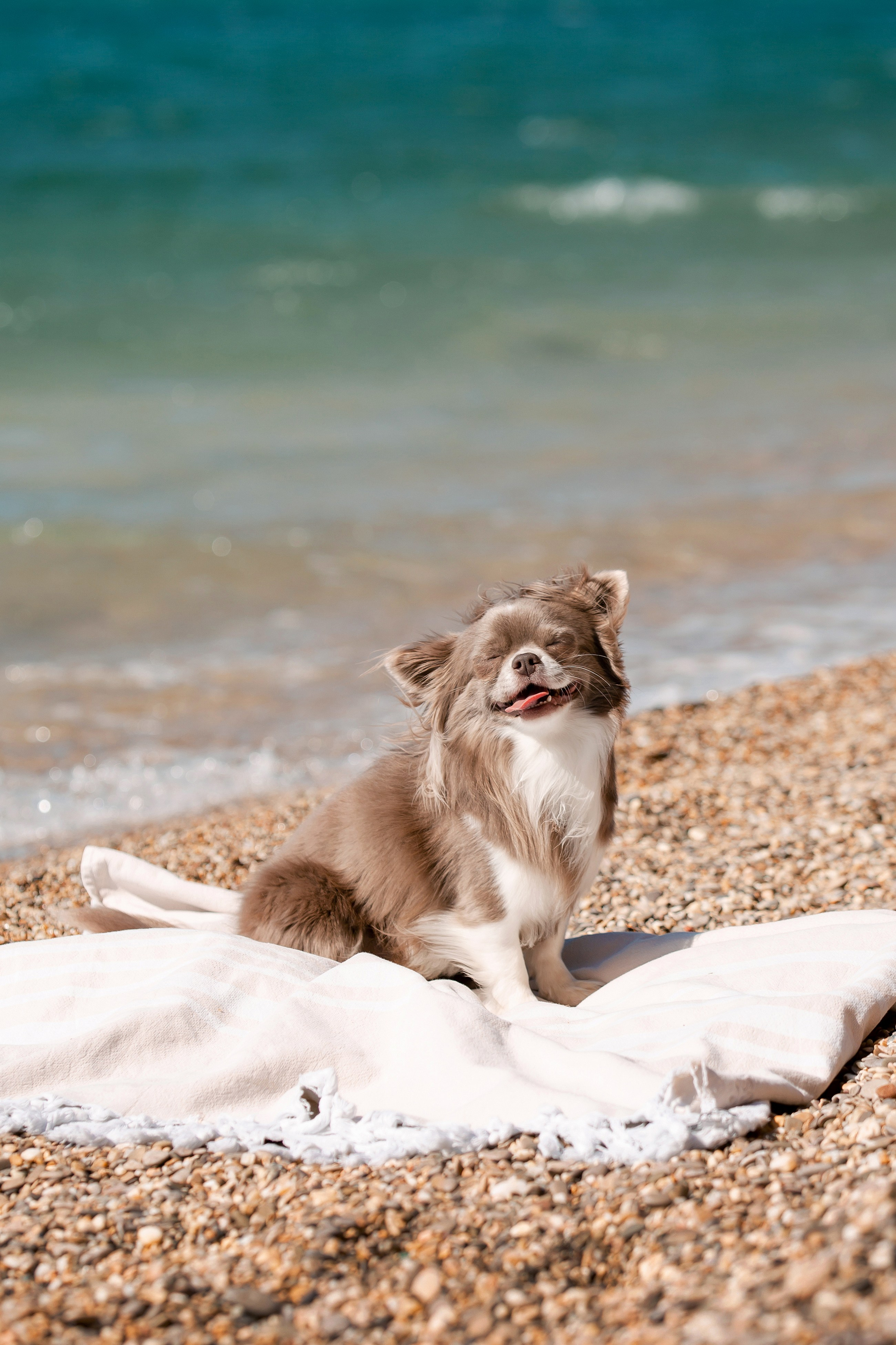 Веймаранер и чихуахуа в Крыму. Фотограф-анималист в Краснодаре Маша Мельникова