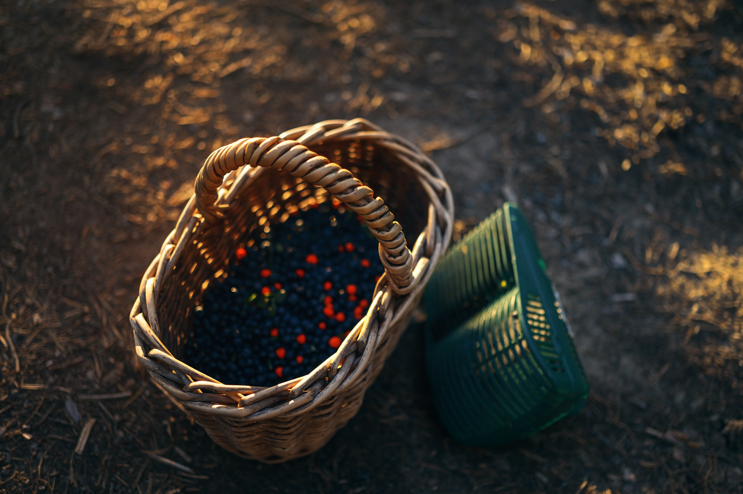 Карелия. Komonev