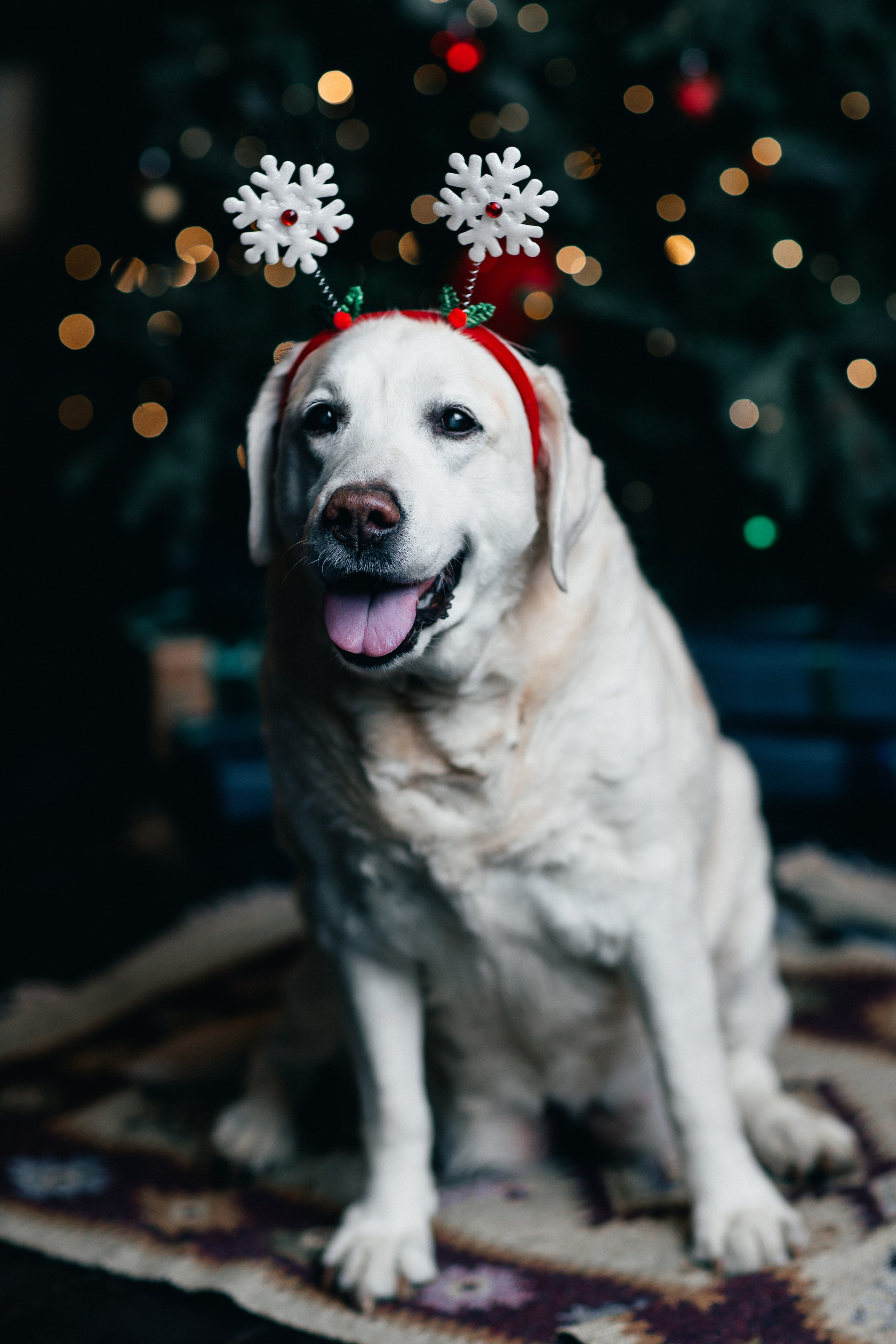 Новогодние фотопроекты. Свадебный и семейный фотограф в Нижнем Новгороде и Москве Сергей Полян