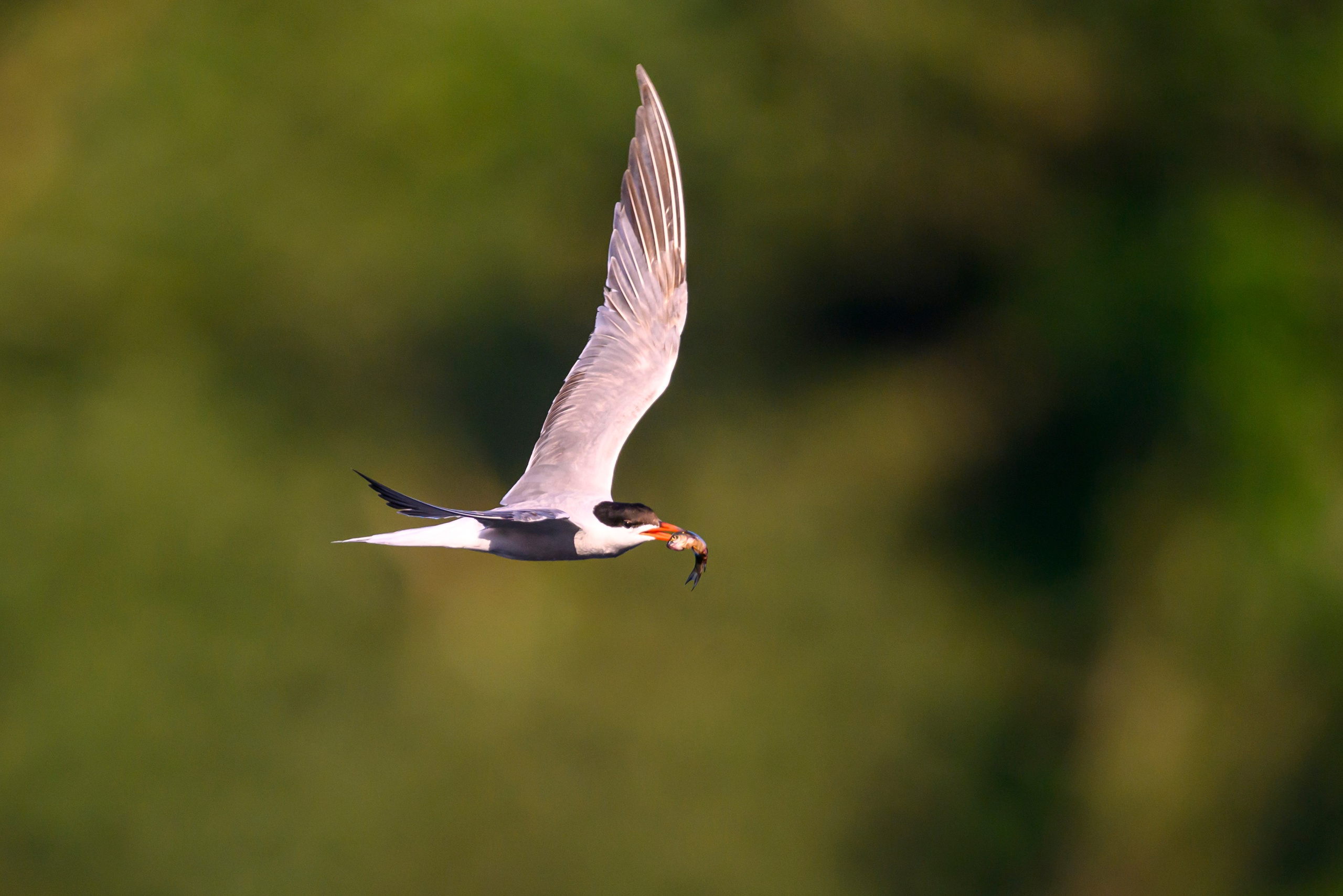 Большой кроншнеп и крачки. Wildlife photography by Sergey Puponin