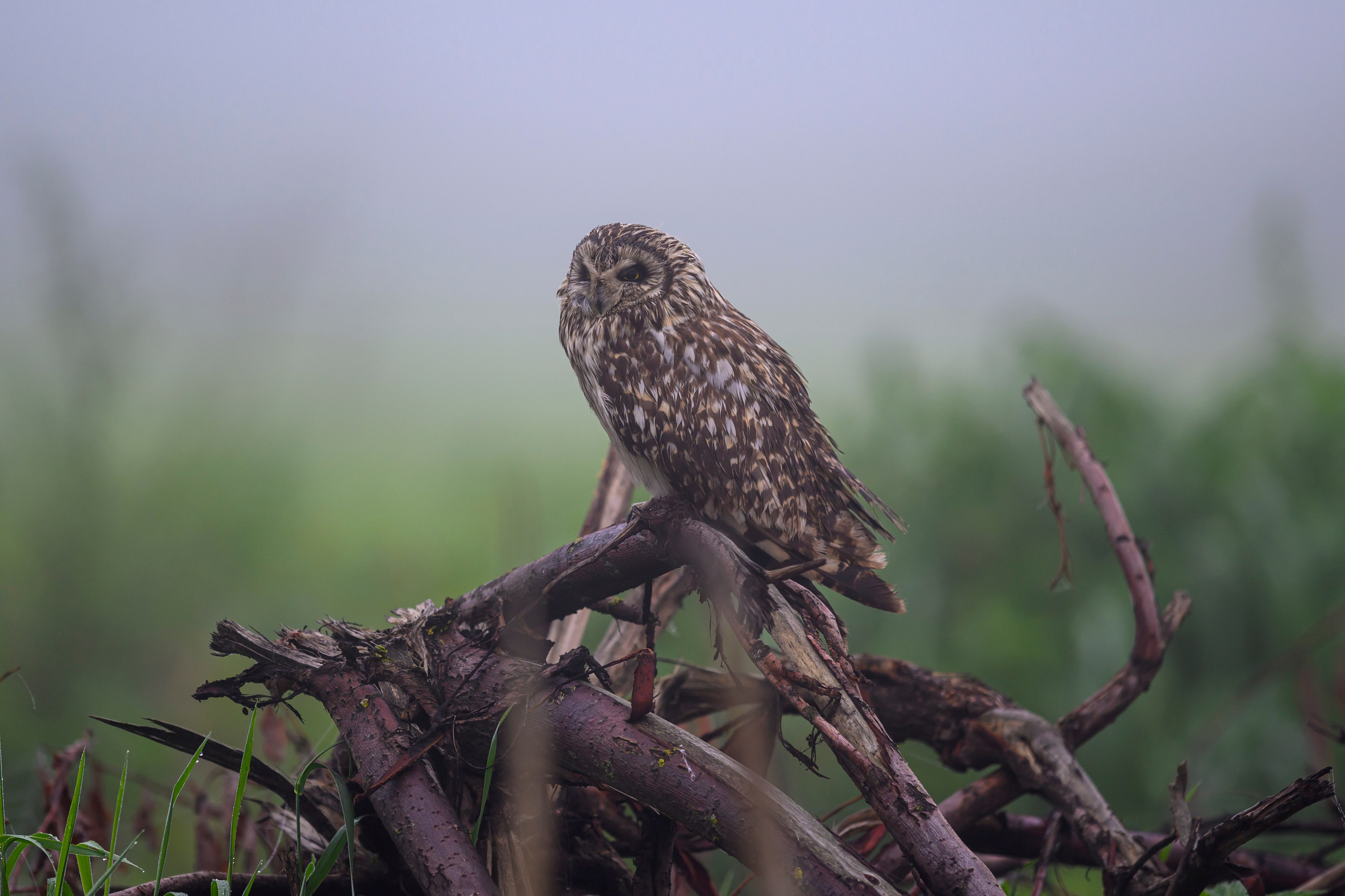 Сова вернулась. The owl has returned. Wildlife photography by Sergey Puponin