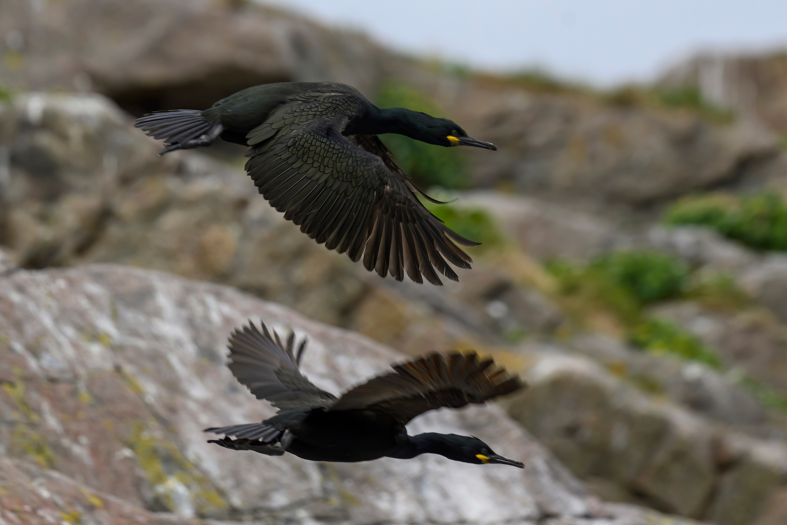 Мурманская область. Июнь 2024. Фотограф Сергей Пупонин