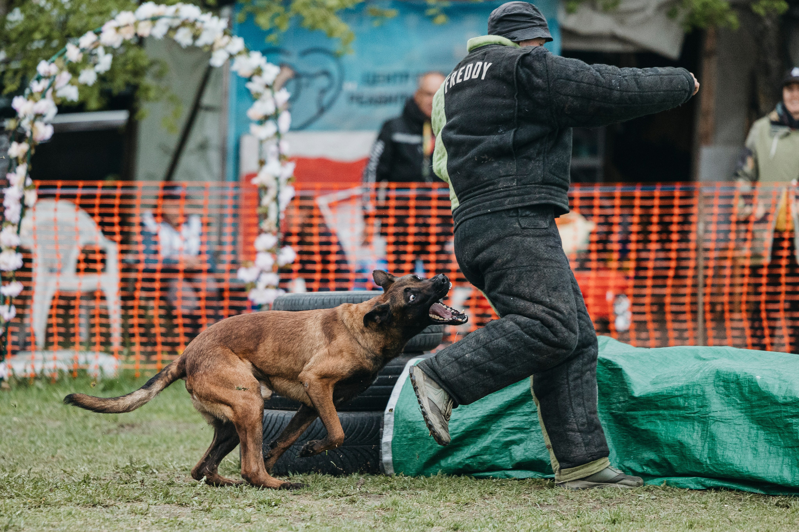 26.05.25 г. Пушкин квалификационные соревнования. Фотограф-анималист Анна Маринич