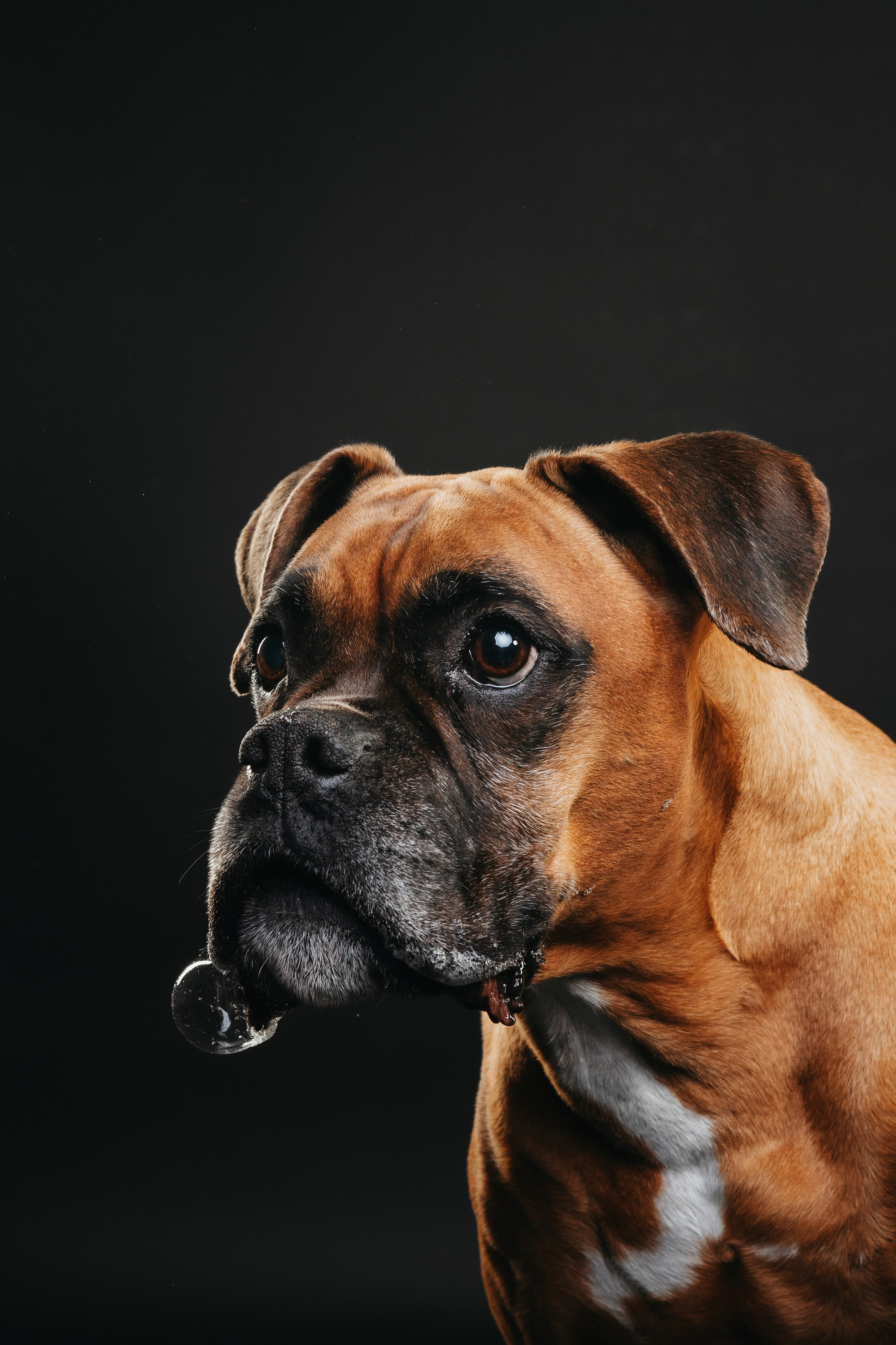 Боксер Челси. Фотограф анималист Осипчикова Мария