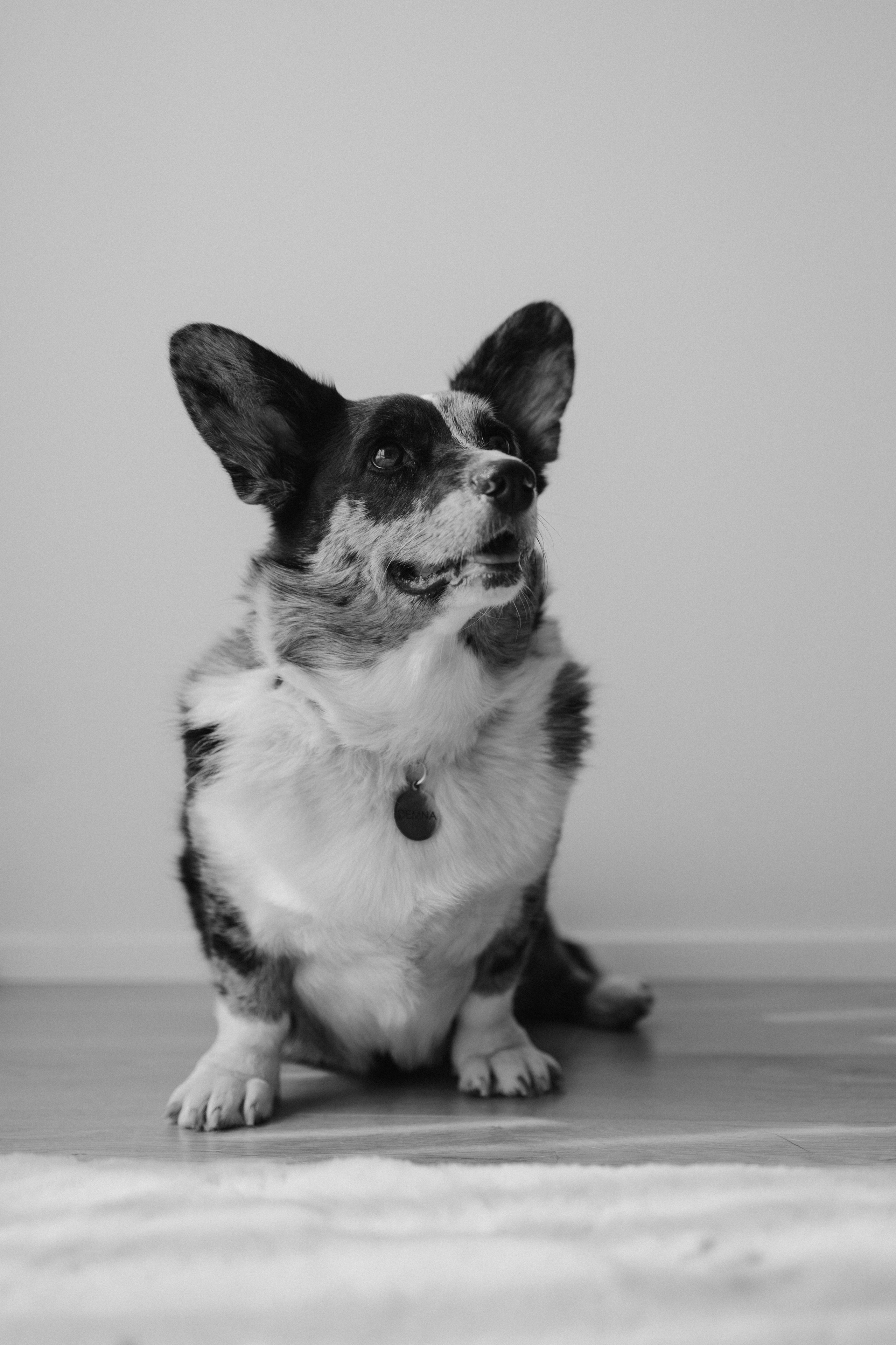 Бэлла, Деми и Луна. Фотораф — анималист Мария Шистка