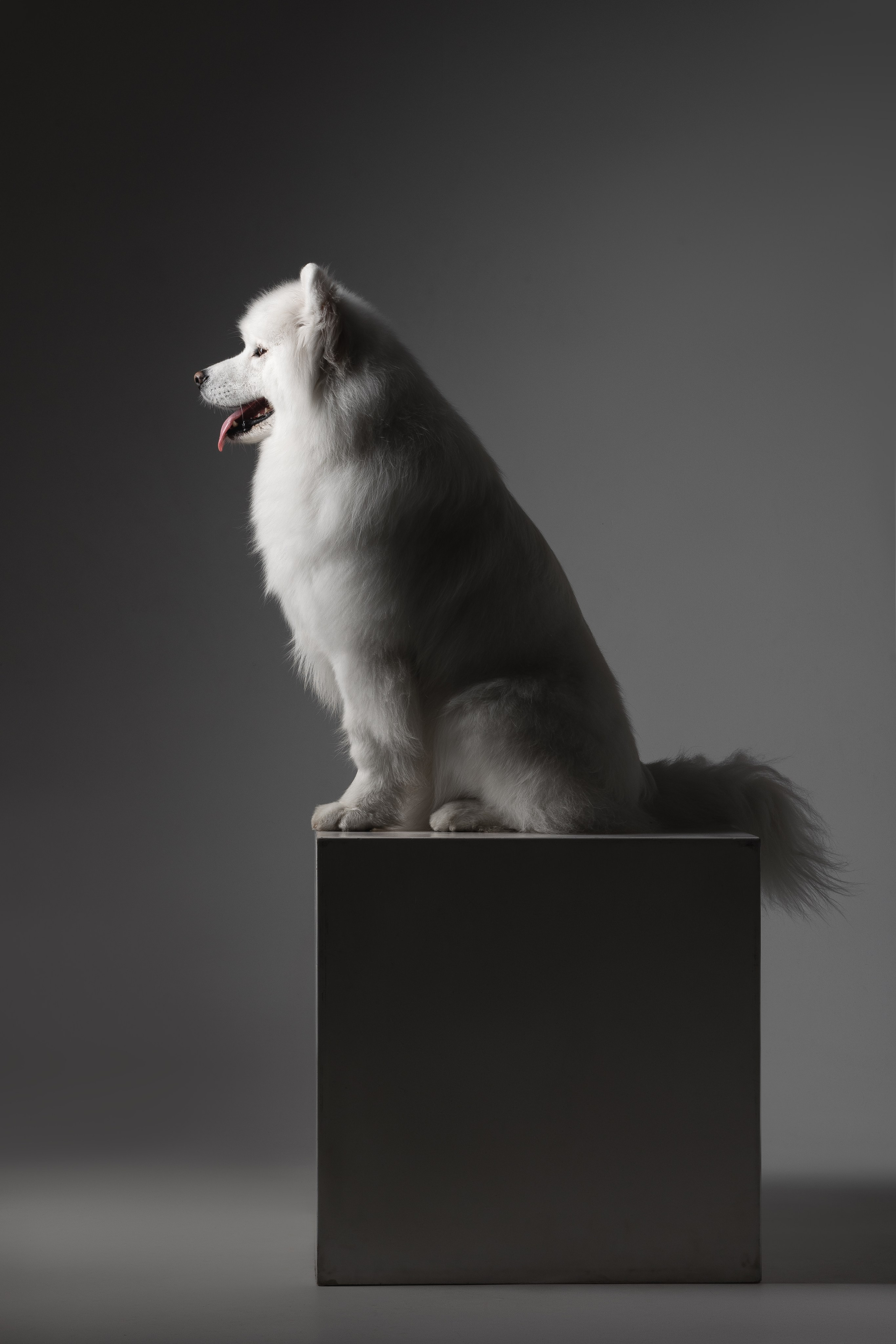 Самоеды в студии. Фотограф анималист в Москве Майорова Евгения