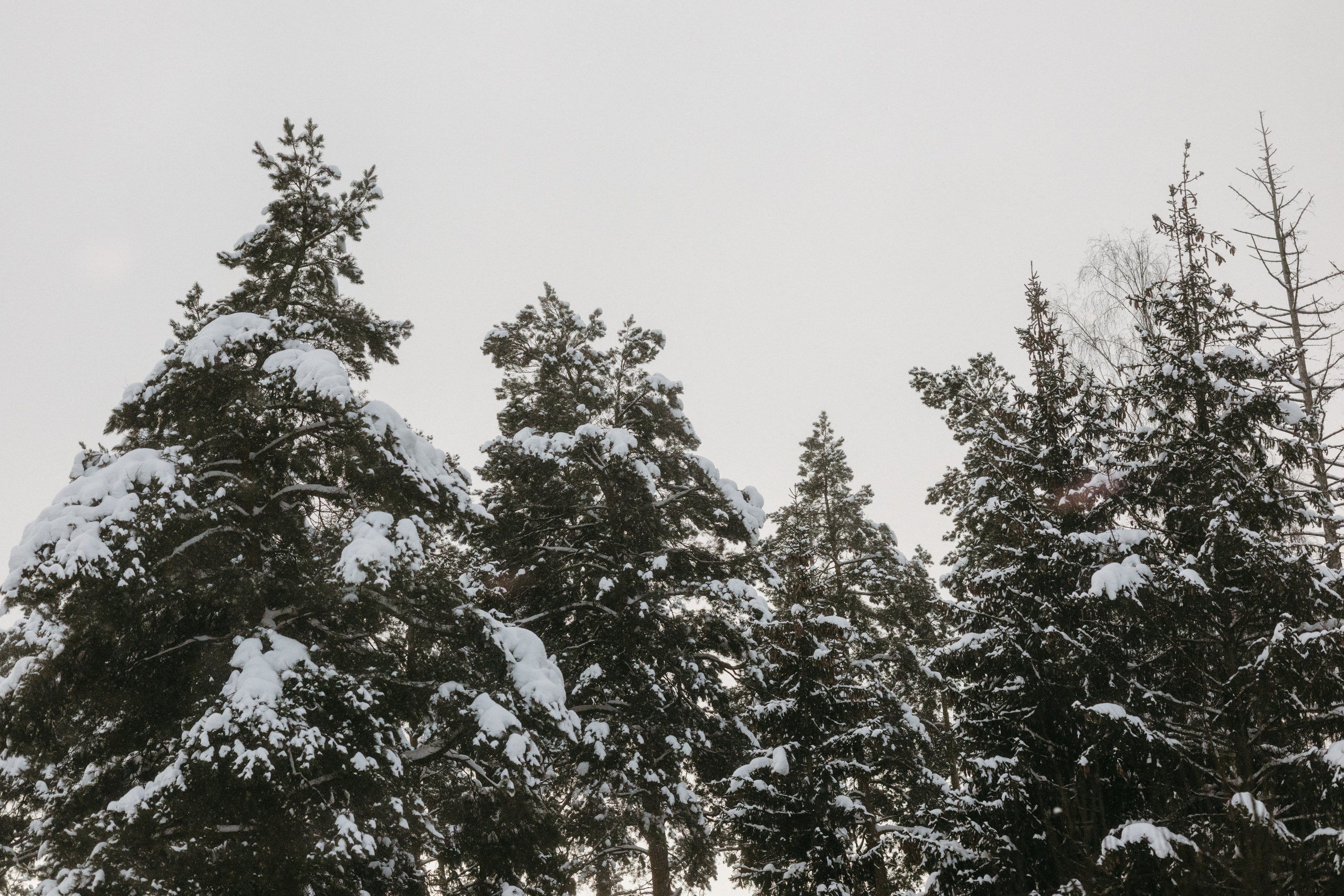 Виды из поезда. Фотограф Эльмира Лин
