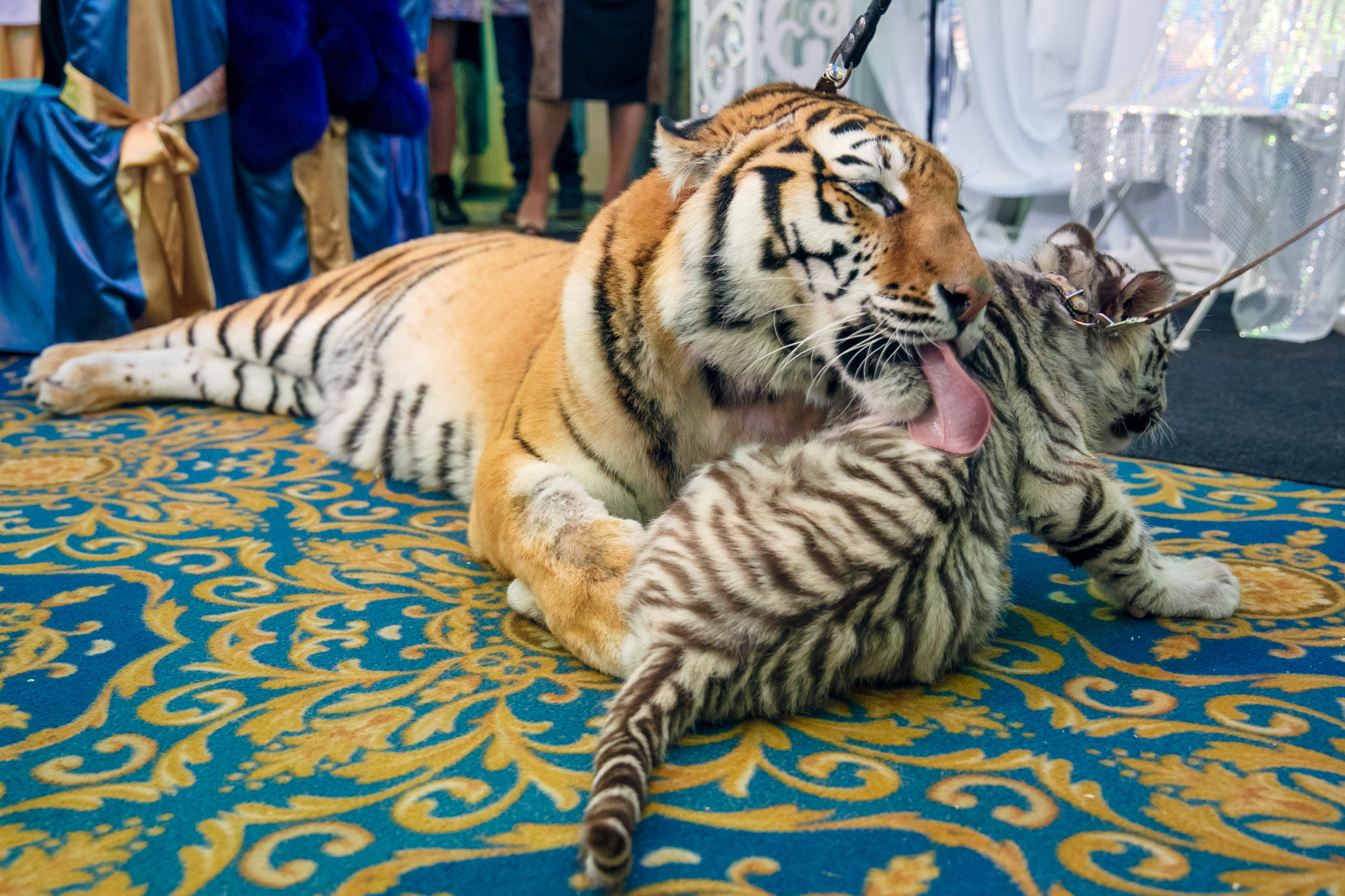 Портфолио- Праздники. Ваш лучший фотограф, Киреев Кирилл
