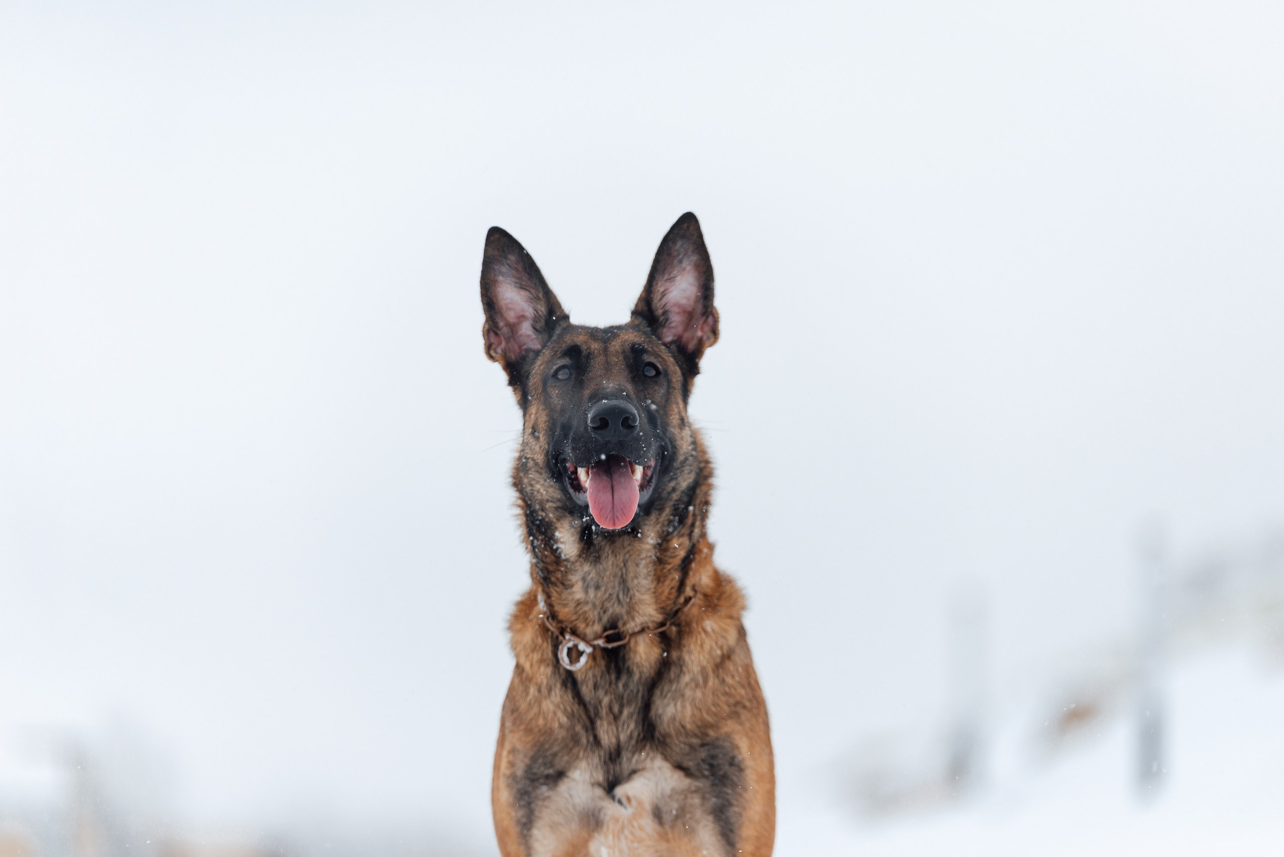 Кристина и Зума. Фотограф-анималист Анастасия Парфенова|Екатеринбург