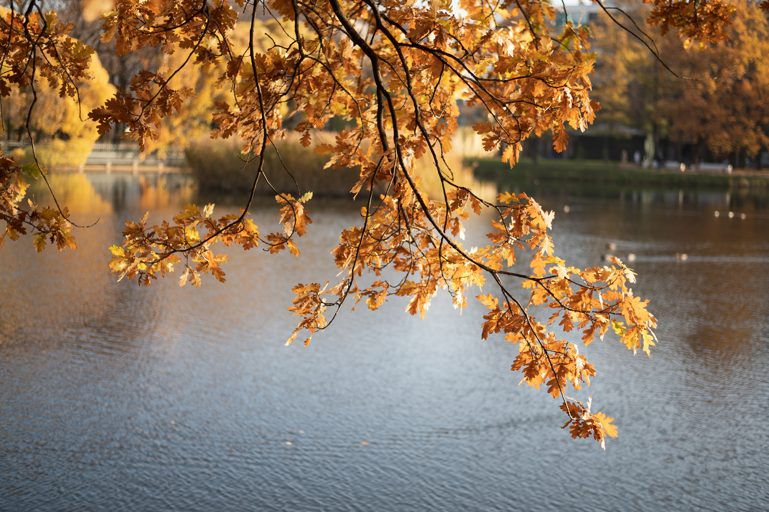 Свадебный фотограф. Свадебная фотосессия в Санкт-Петербурге и Моске. Событийный фотограф в Санкт — Петербурге Elena Ushakova