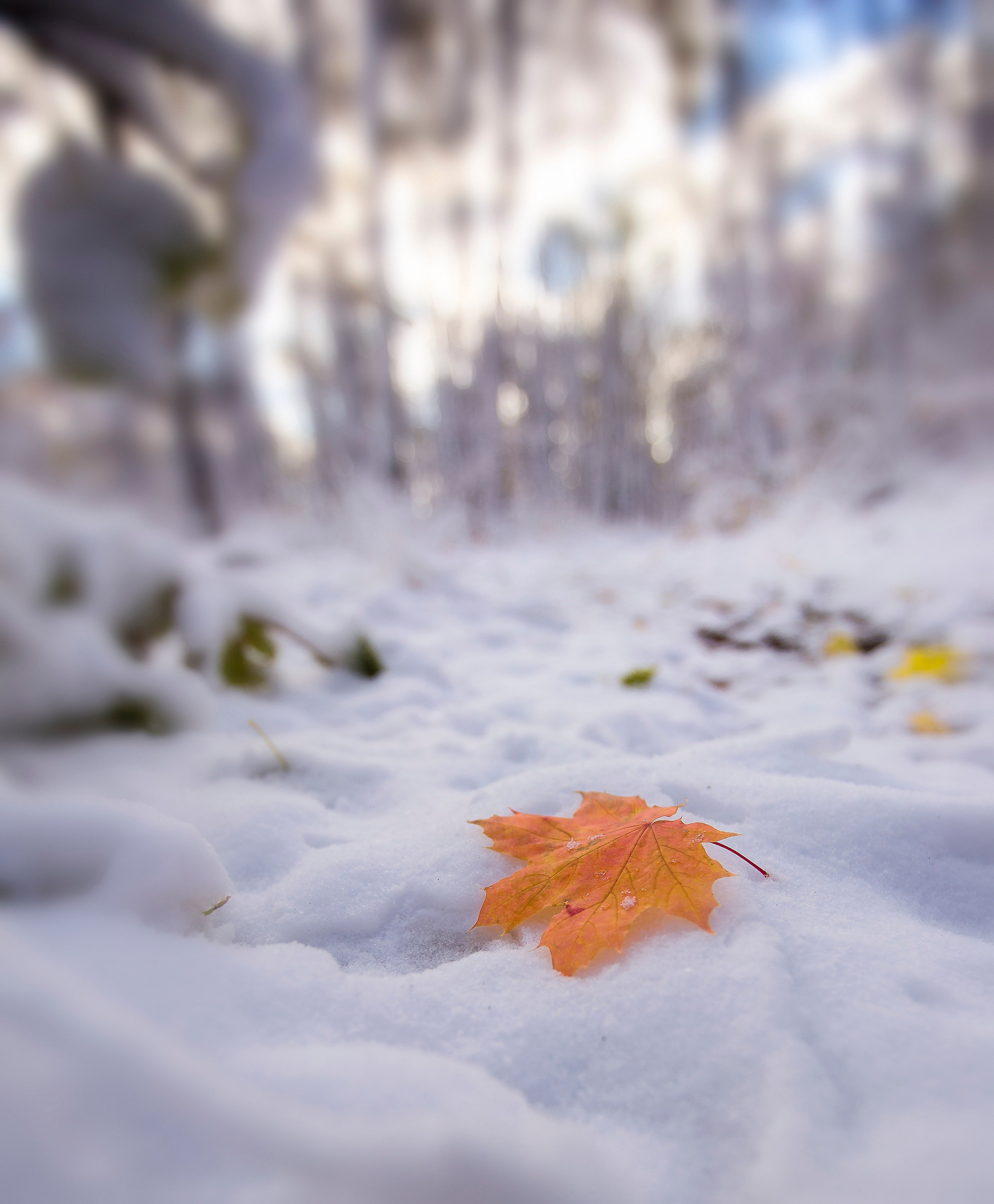 лист на снегу , зима