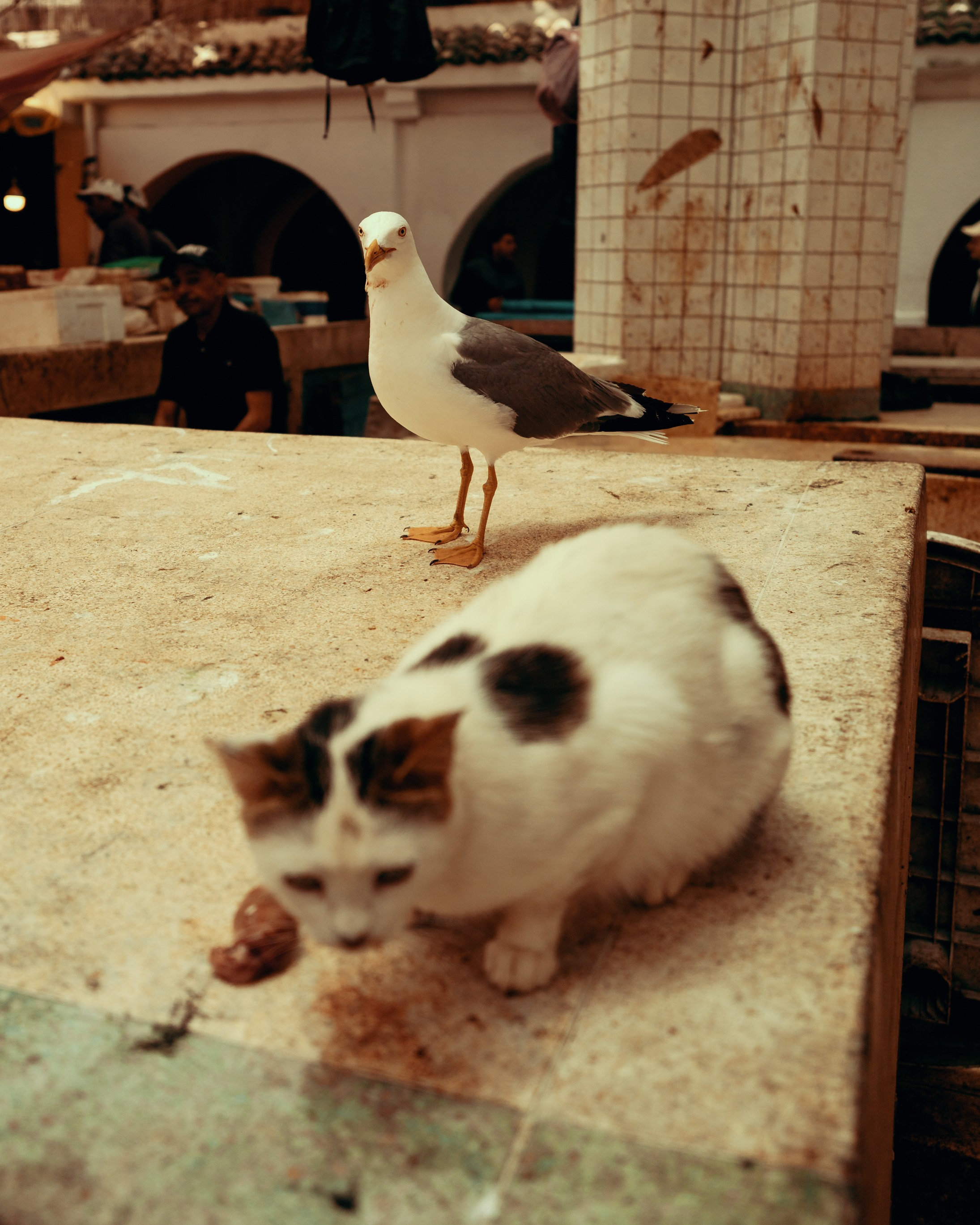 Северная Африка: Тунис, Марокко. Фотограф в Хабаровске. Фотография за 24 часа