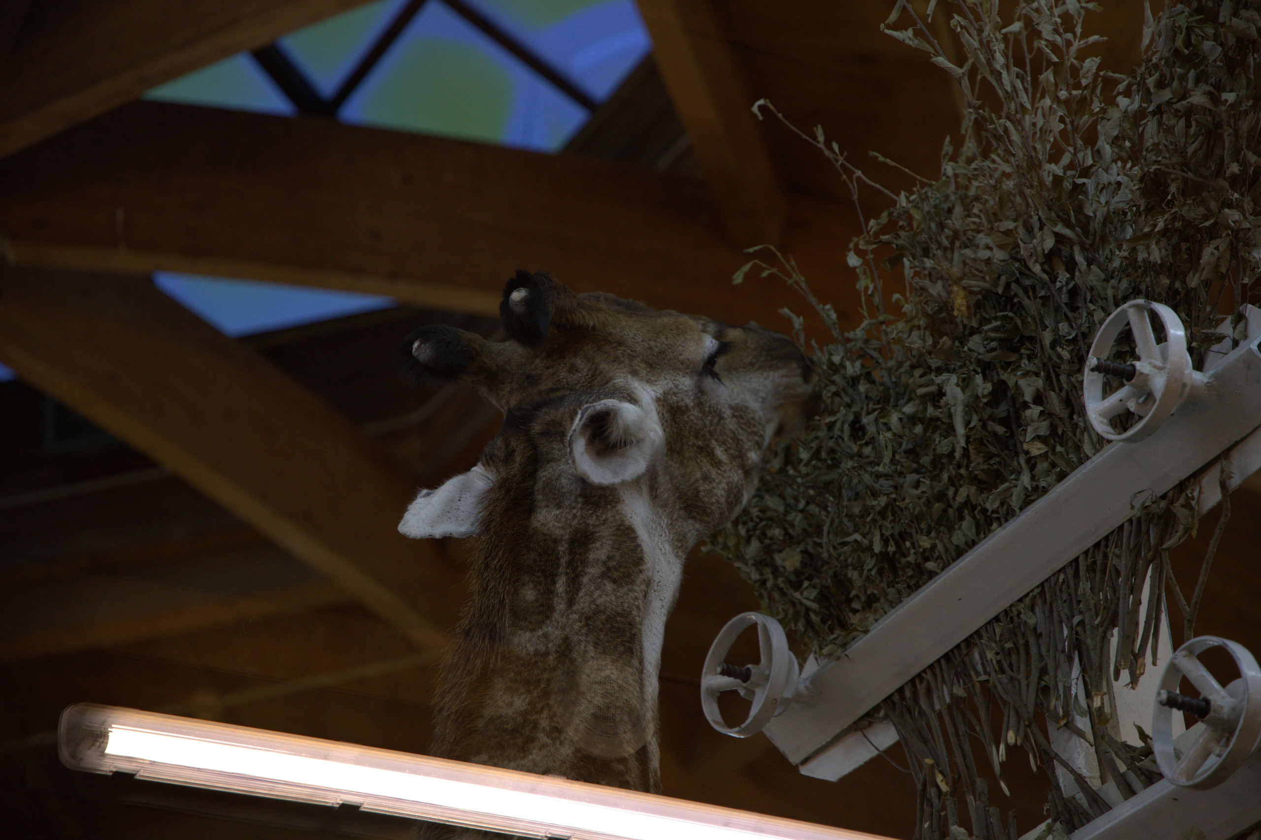 ЗООПАРК. ФОТОГРАФ В МОСКВЕ СТАНИСЛАВ КОБЗЕВ